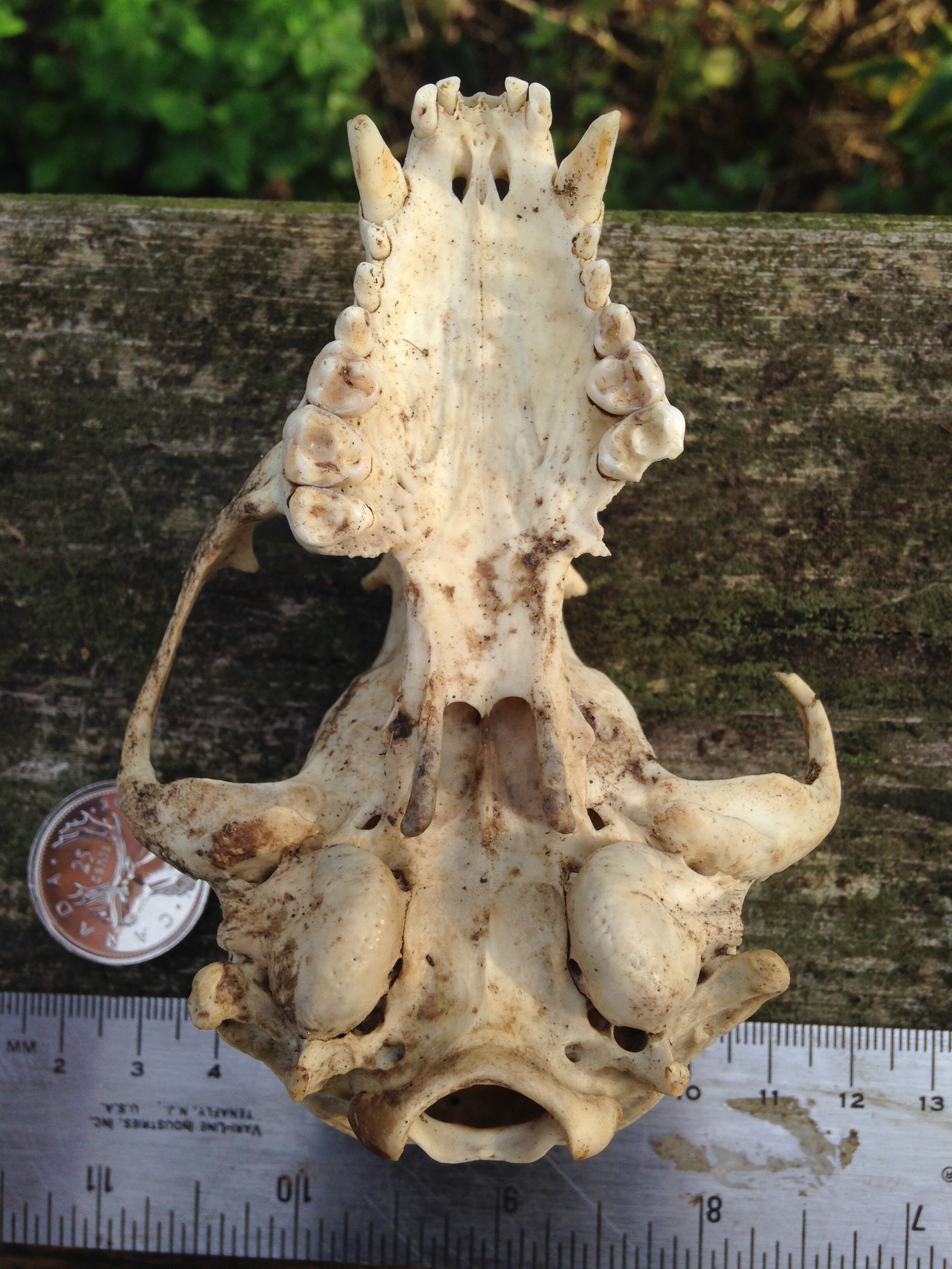 Raccoon skull