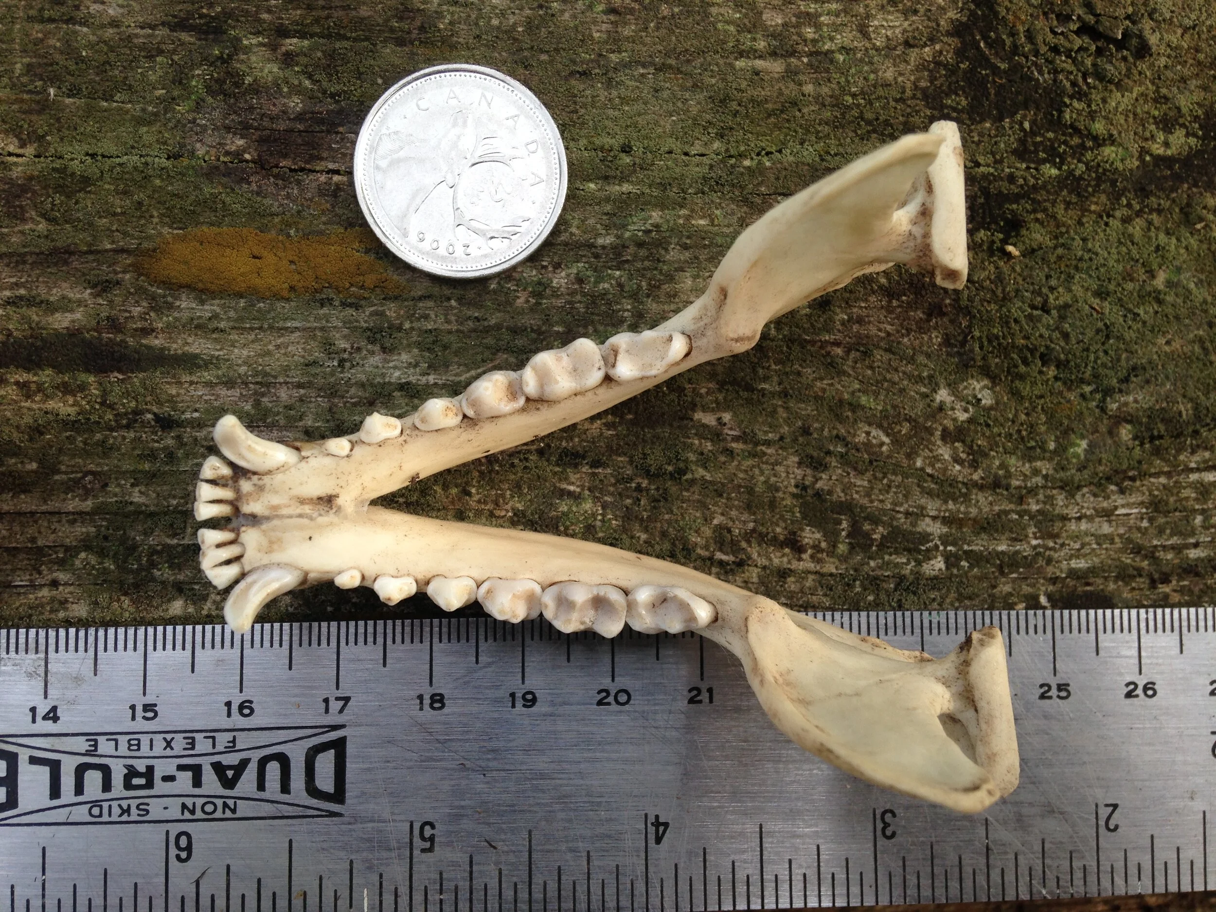 Raccoon mandible