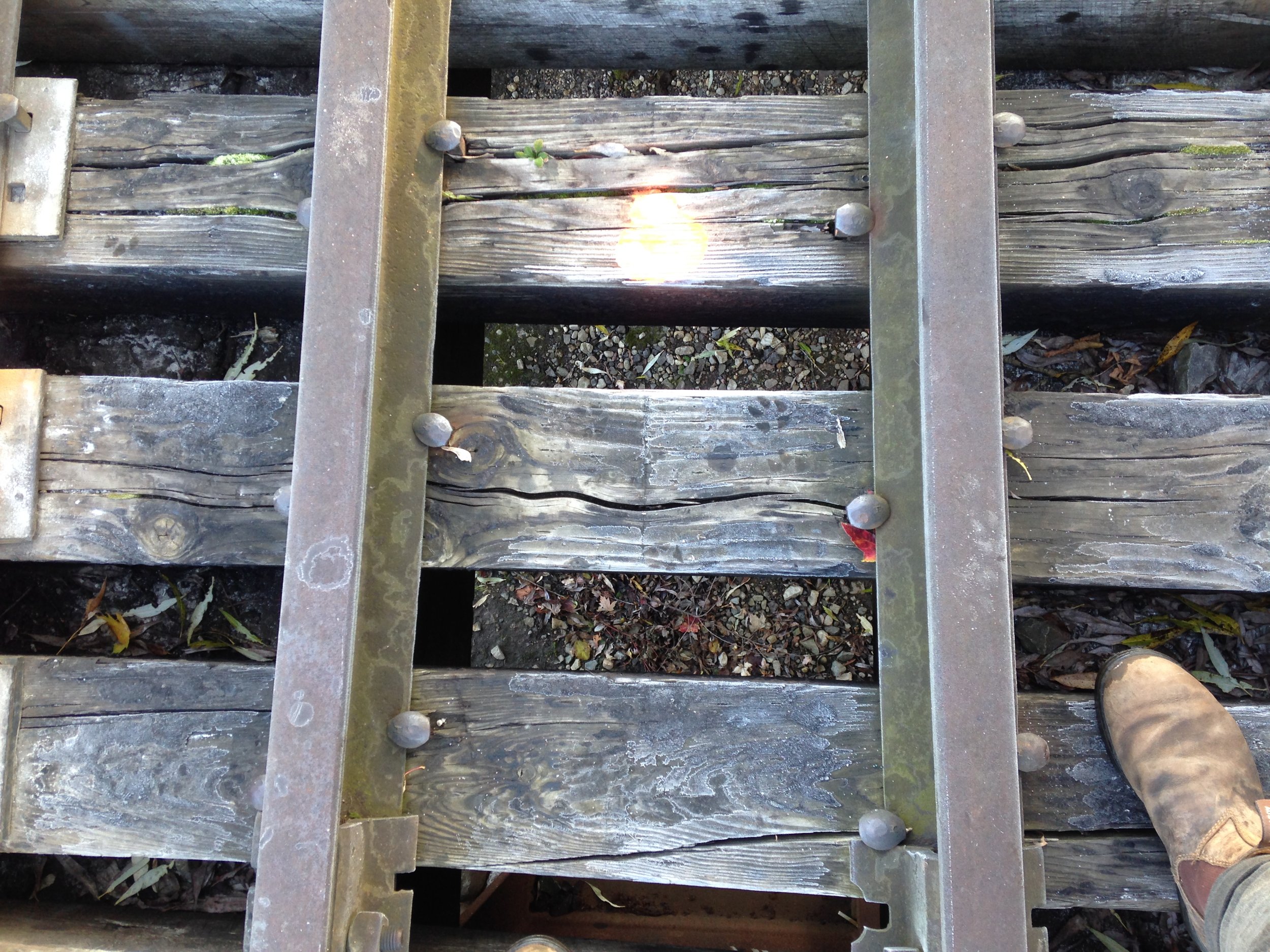 fox tracks on the eramosa train bridge, 07.11.2021  (4).JPG