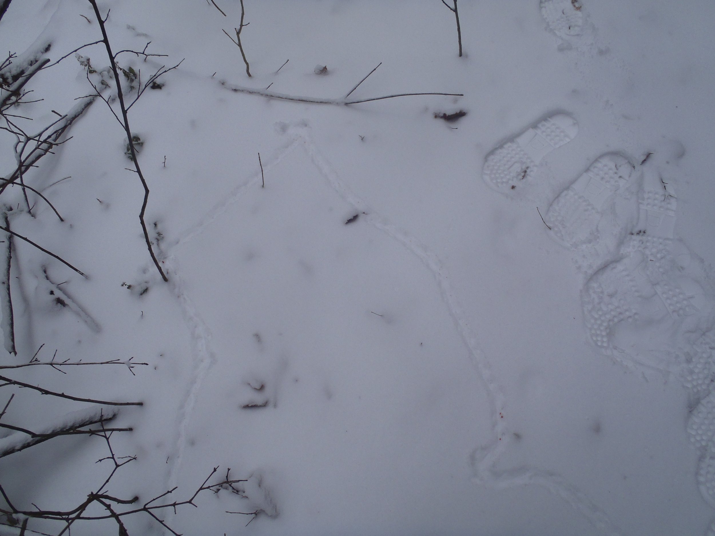 short tailed shrew trail, old rail ridge at back of GOS, 03.12 2019 (2).JPG