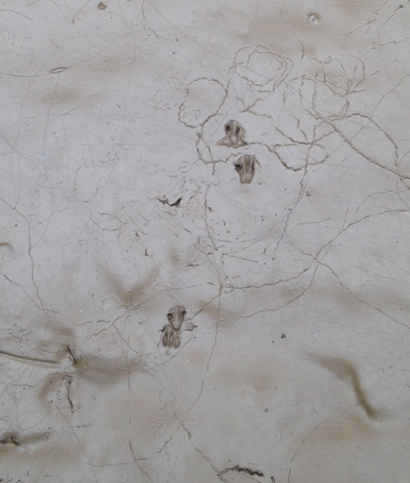 Shrew, Mouse, and Vole Trails