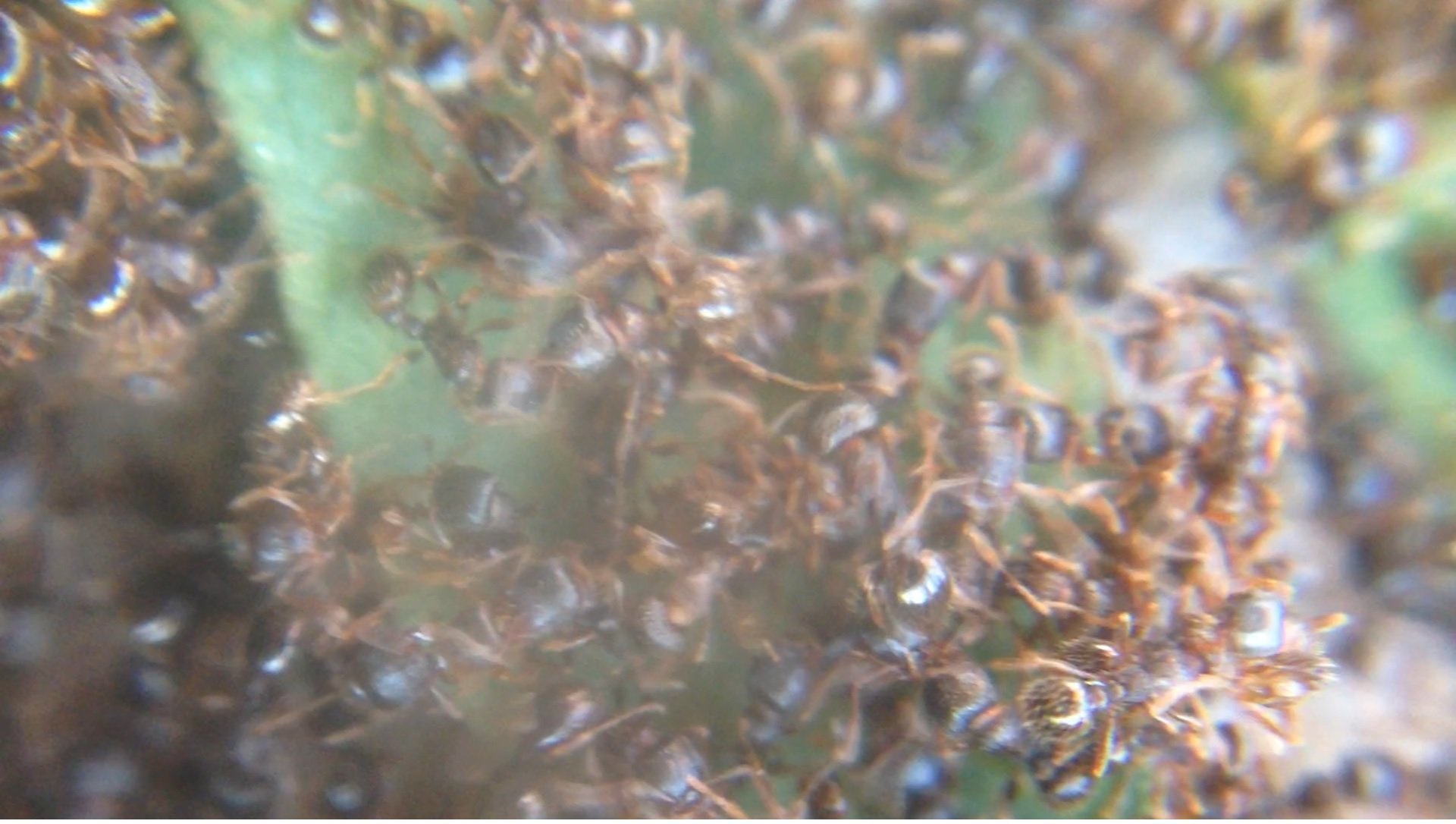 Ants, Oleic Acid, and Breakfast Cereal