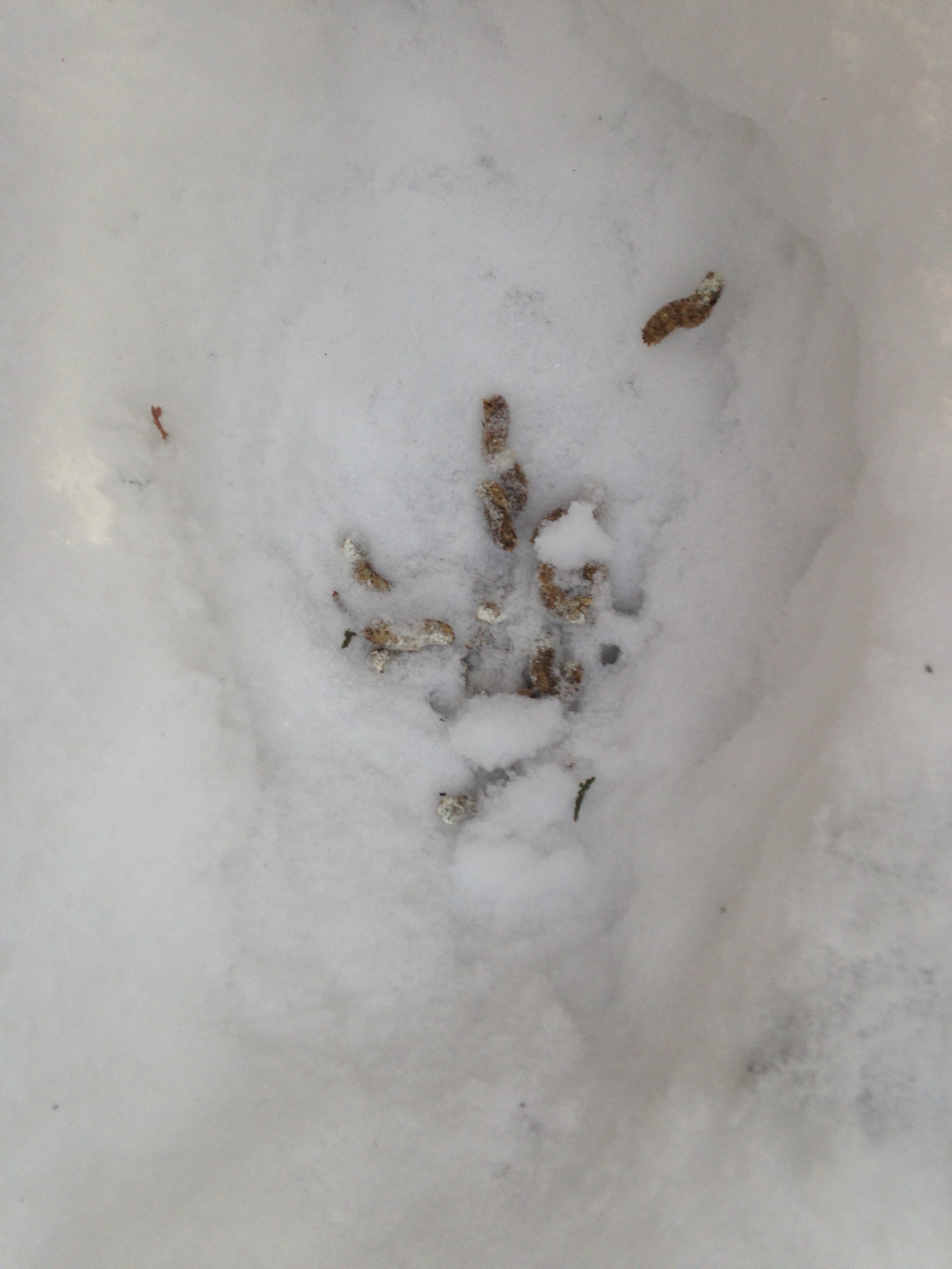 Grouse scat in snow-bowl roost