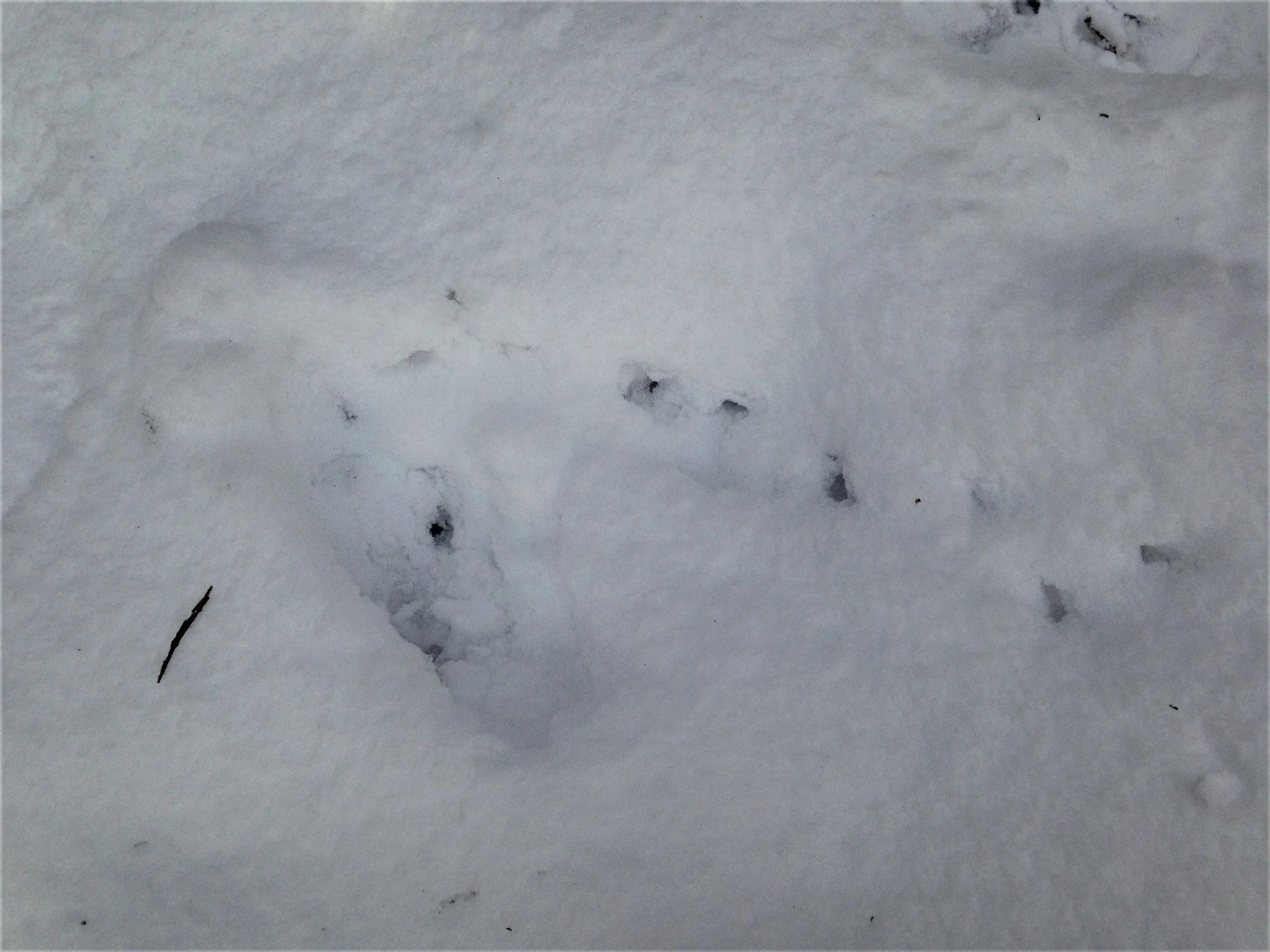 Ruffed Grouse landing site
