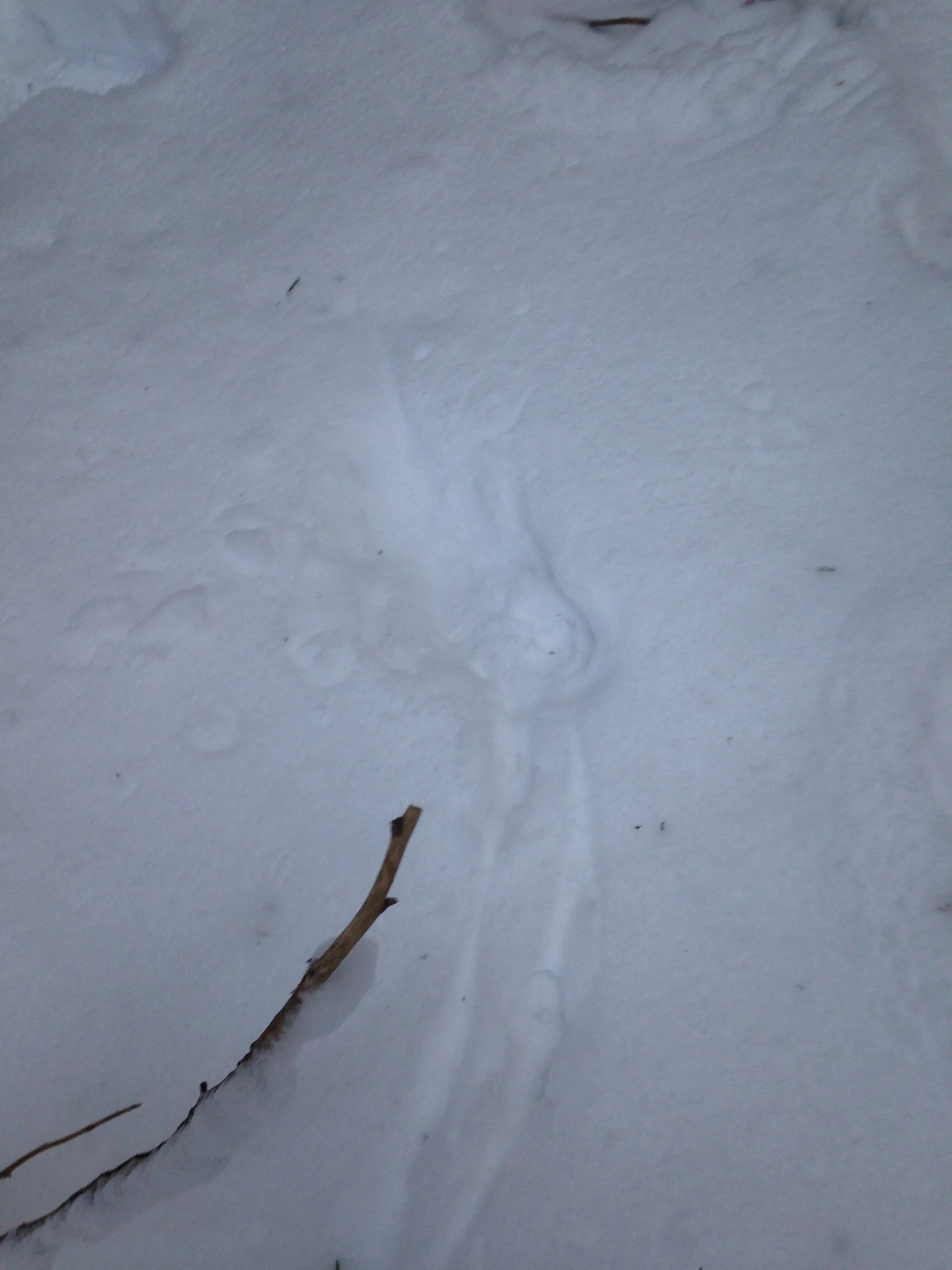 Another Grouse landing site