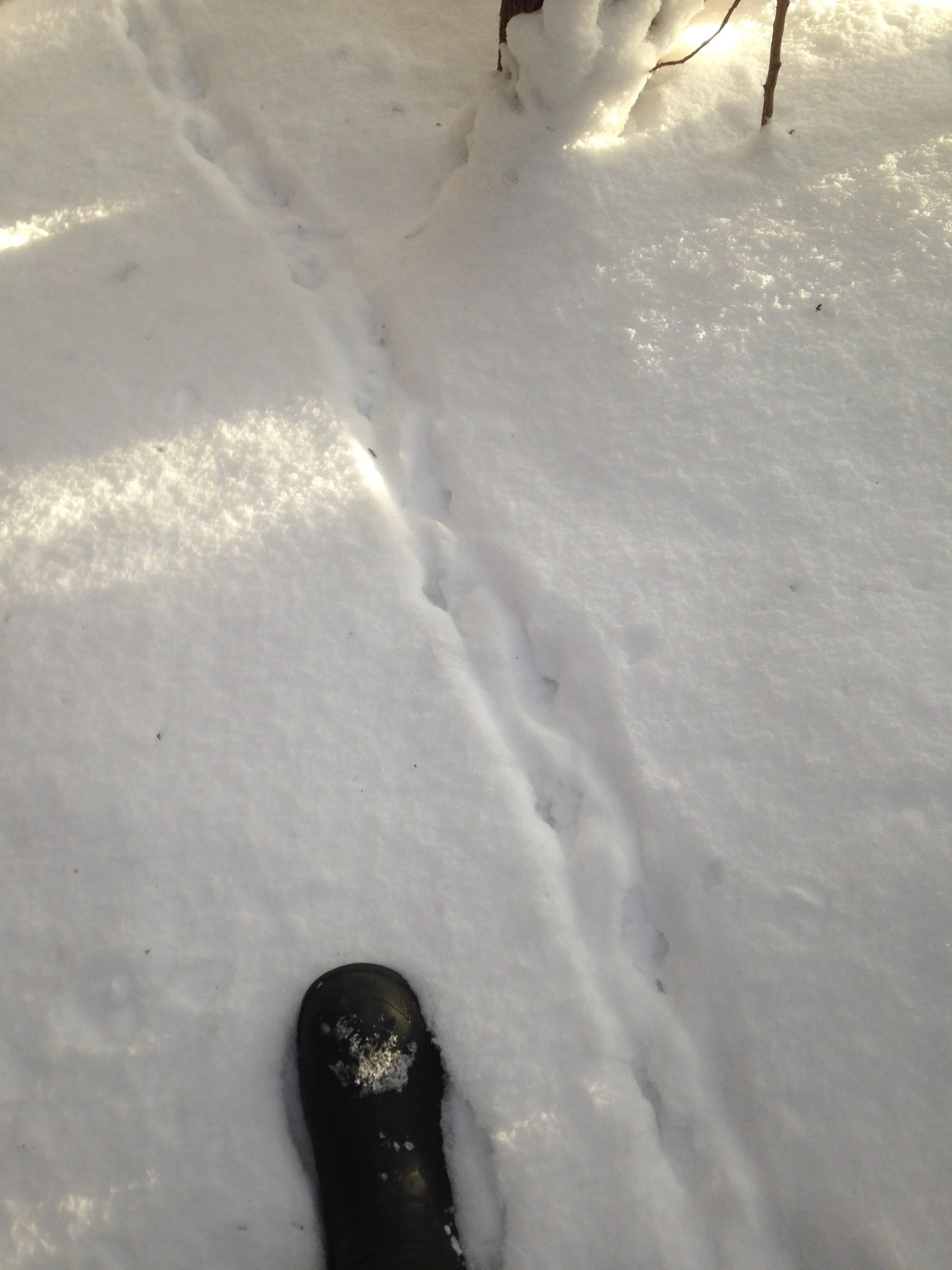 Chain of Grouse tracks