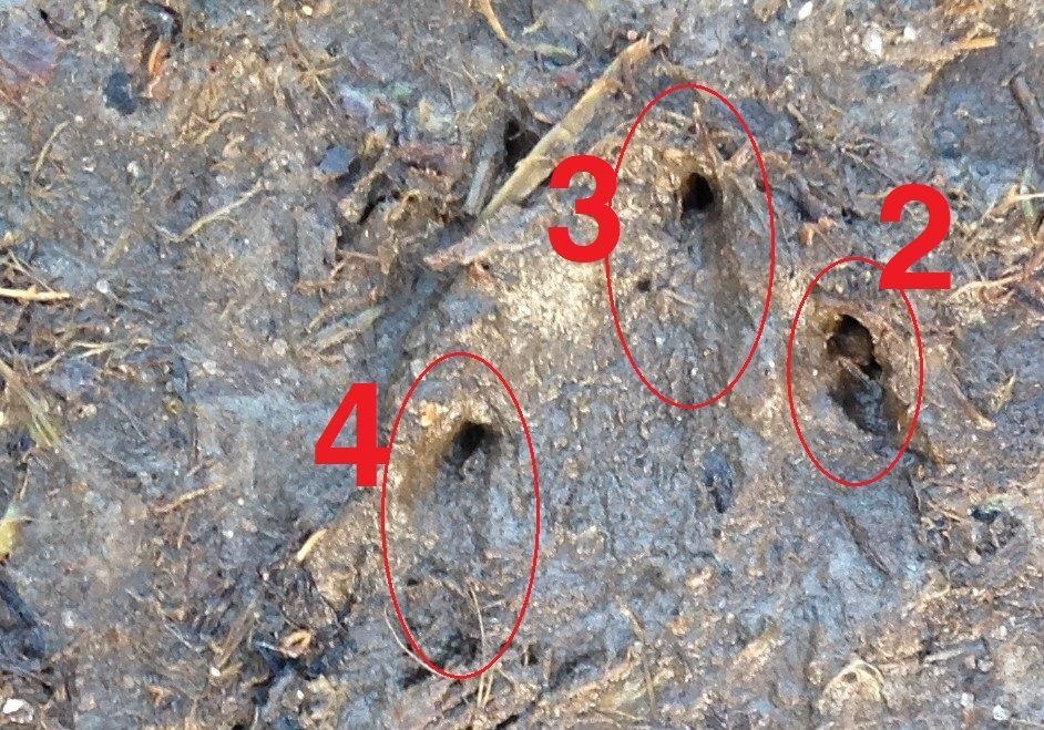 A Closer Look At Rabbit Tracks