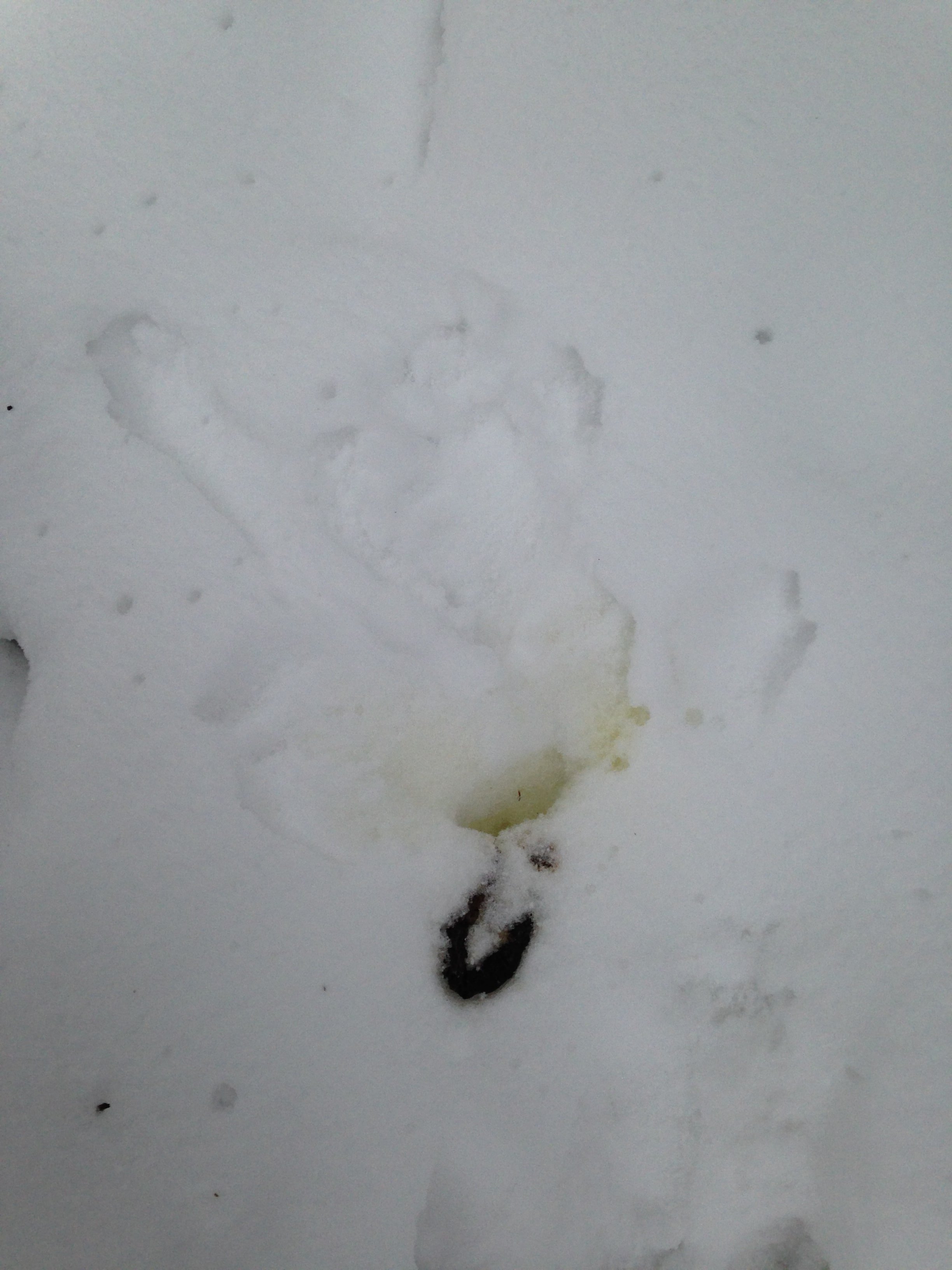 Scat, urine and impression on the snow