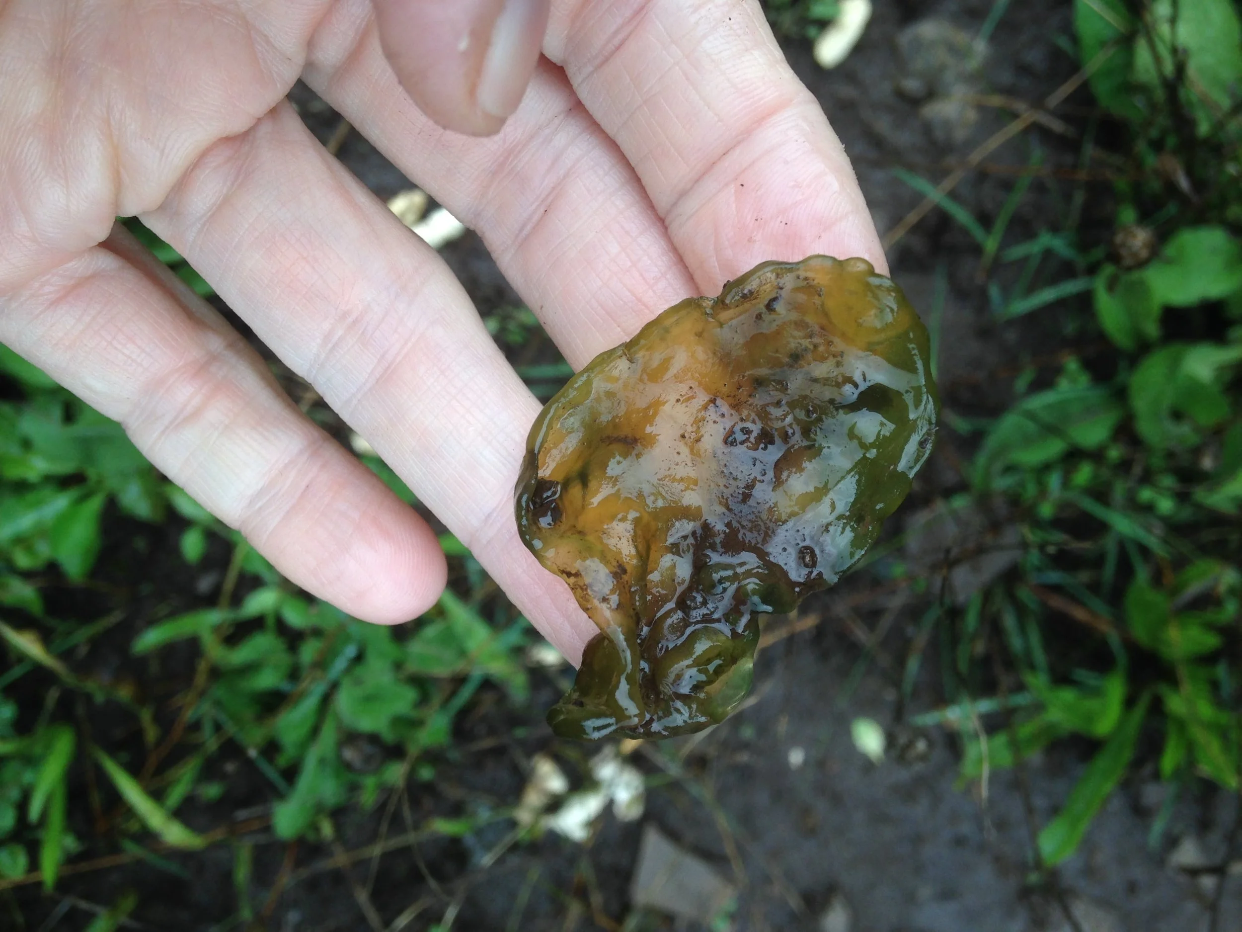 Study in Cyanobacteria