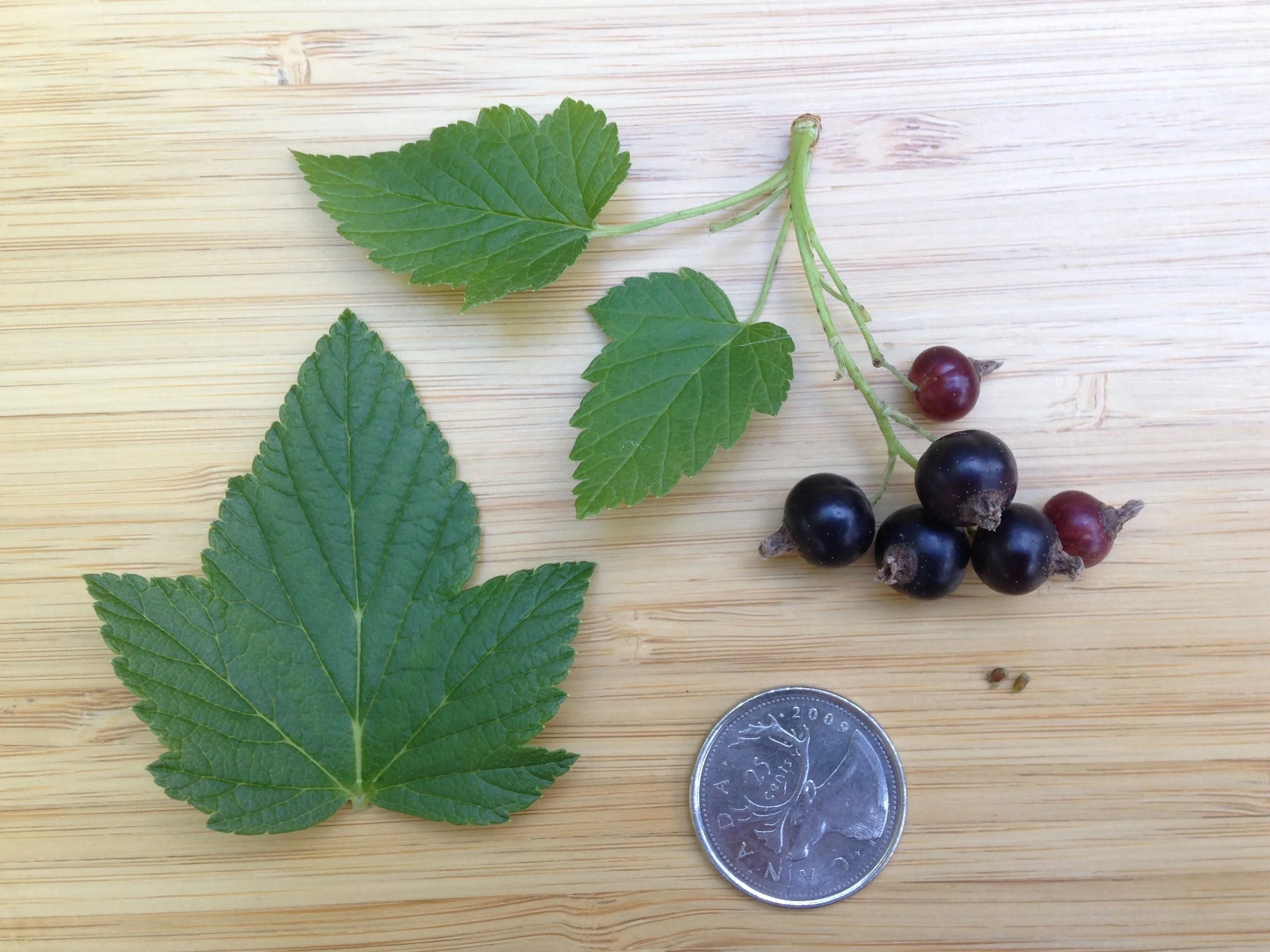 black currant 1.jpg