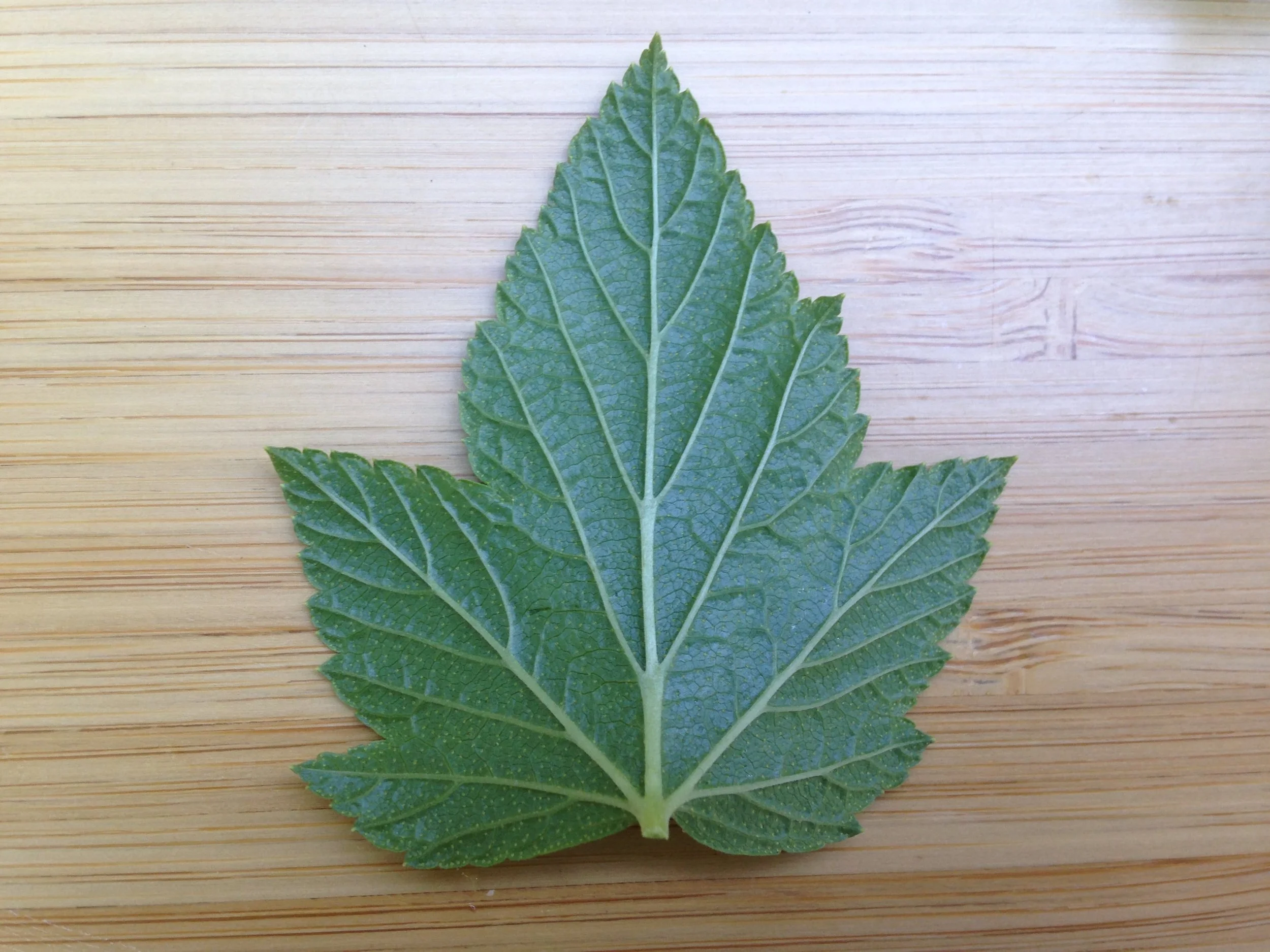 black currant 2.jpg