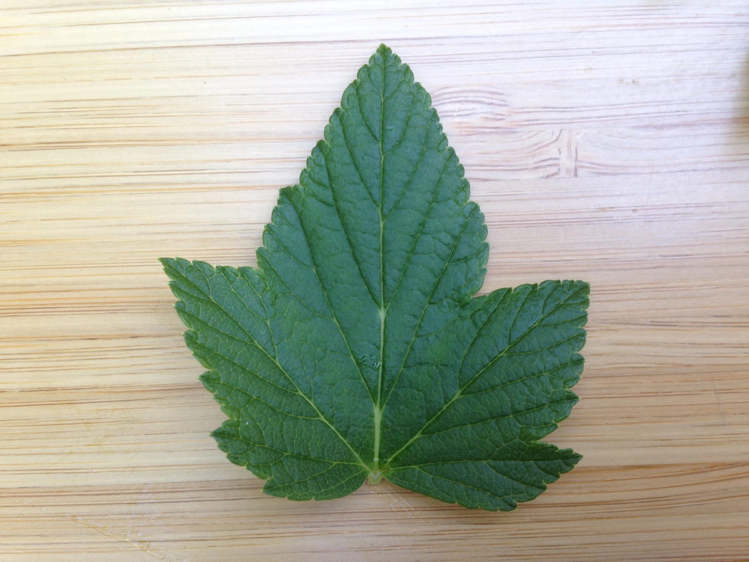 black currant 3.jpg