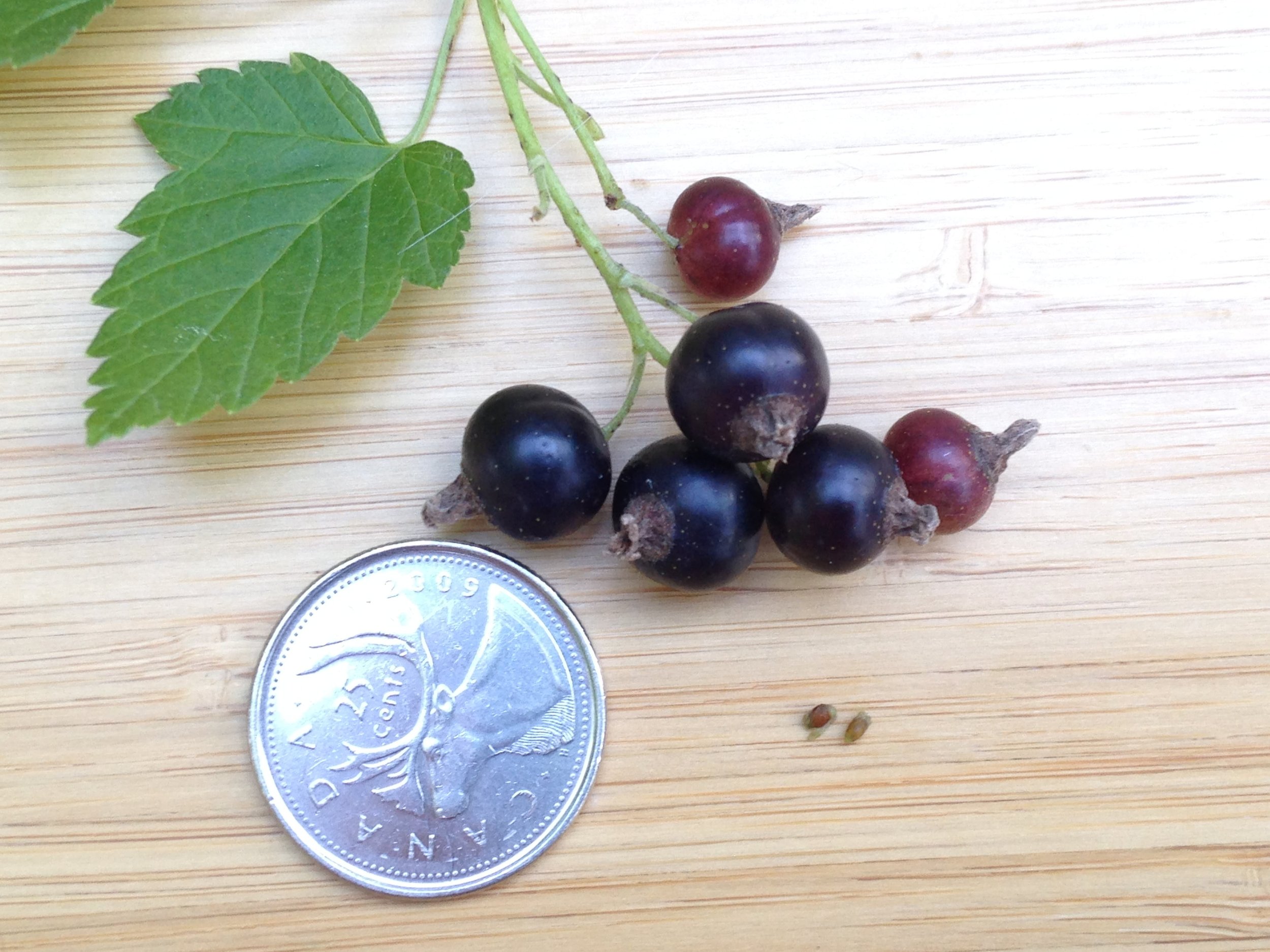 black currant 4.jpg