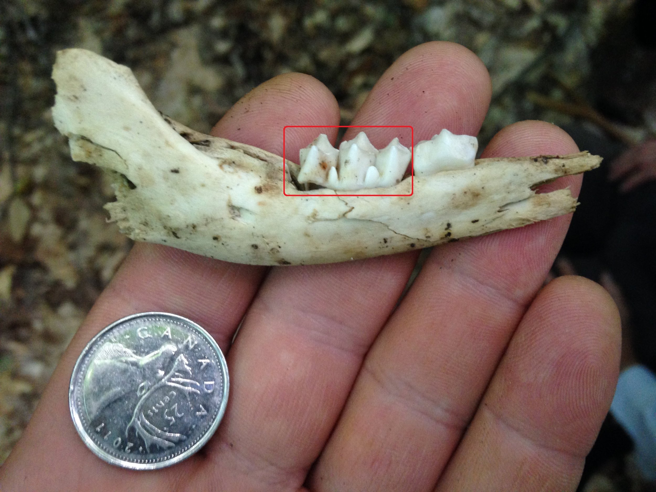 Lingual aspect of the left mandible showing 2nd and 3rd premolars (counting anterior towards the posterior).