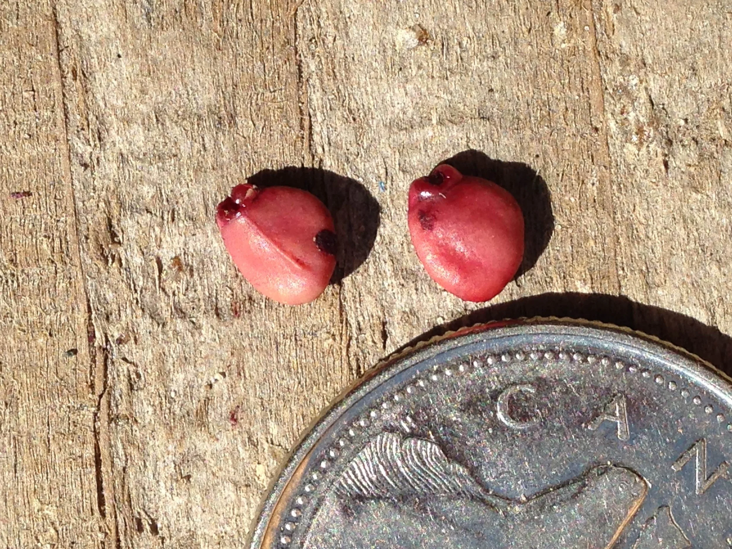 european buckthorn seeds, 2021.09.05   (16)-min.JPG