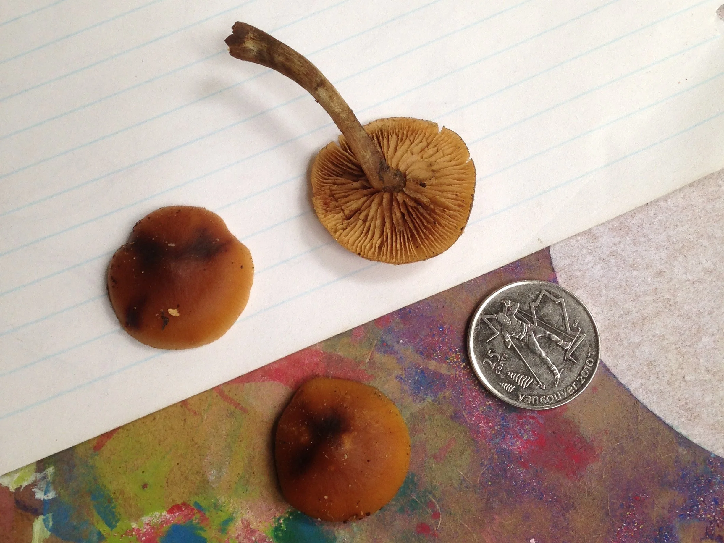 Galerina Spore Print Color