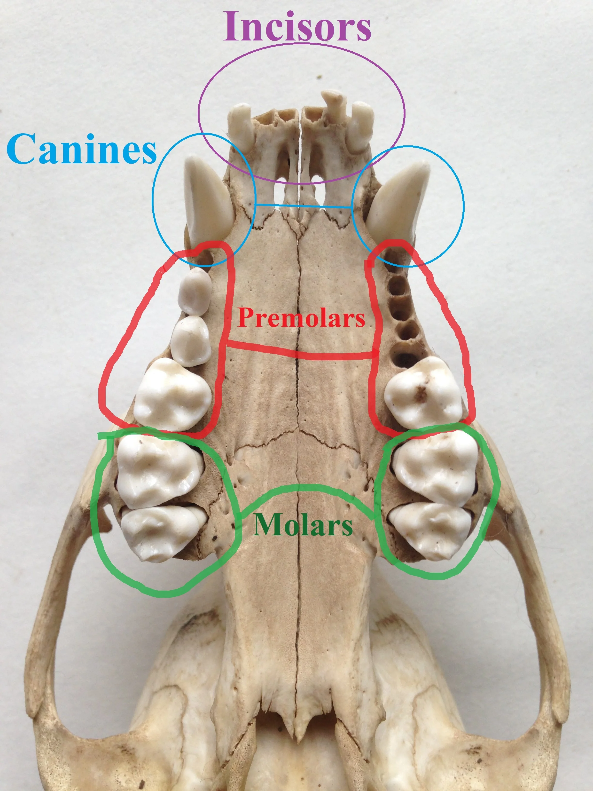 How Sharp Are Raccoons Teeth? , What Does A Raccoon’S Jaw Bone Look ...