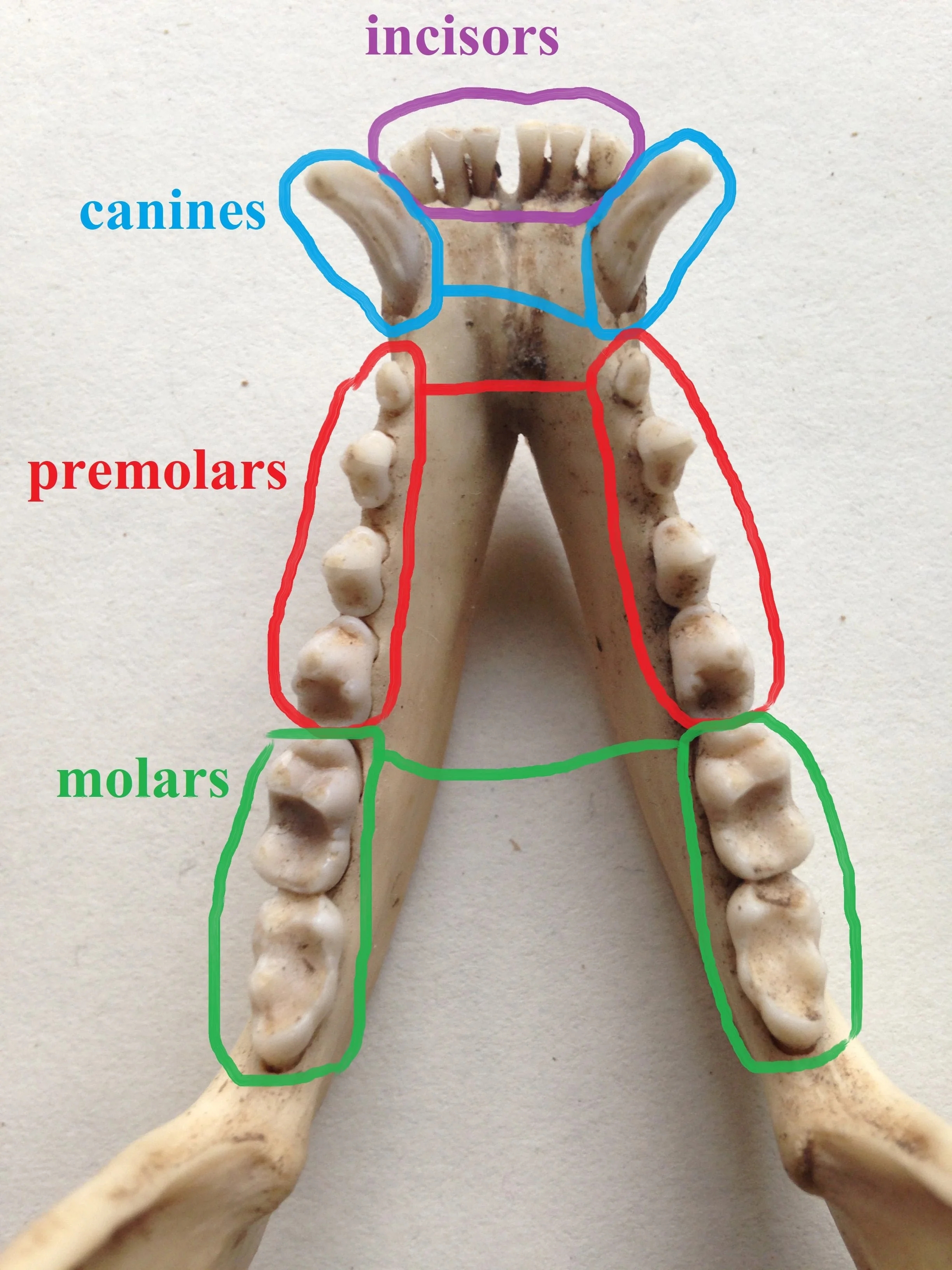 A Basic Guide to Non-Human Mammal Dentition — to know the land