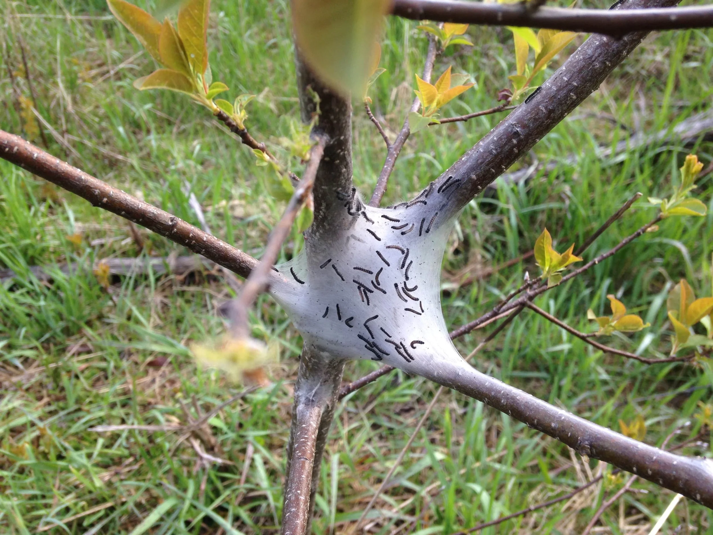  2022.05.10 Eastern Tent Caterpillar nest on the way to work May 10th 