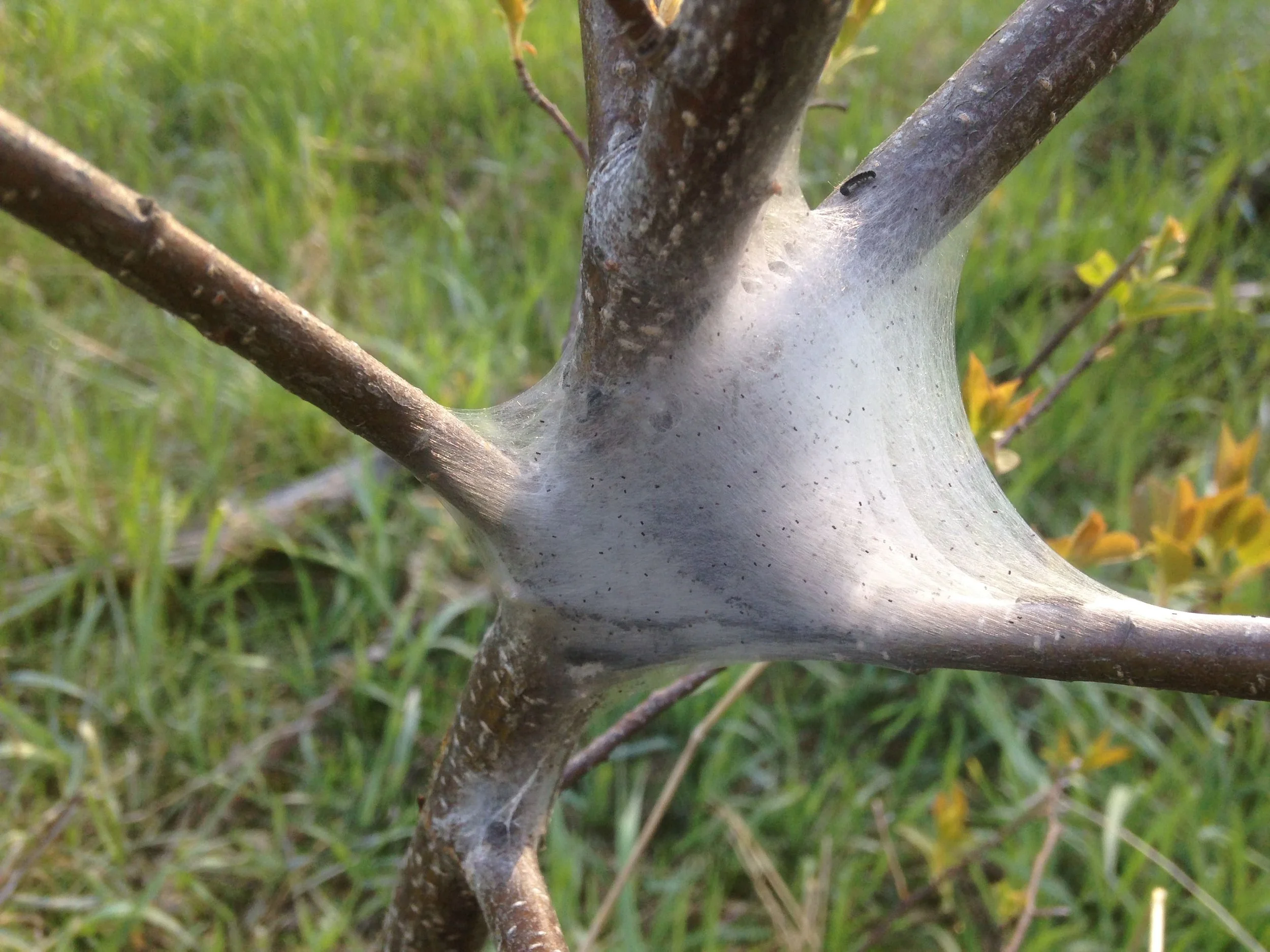  2022.05.09 Eastern Tent Caterpillar nest on the way to work May 9th 