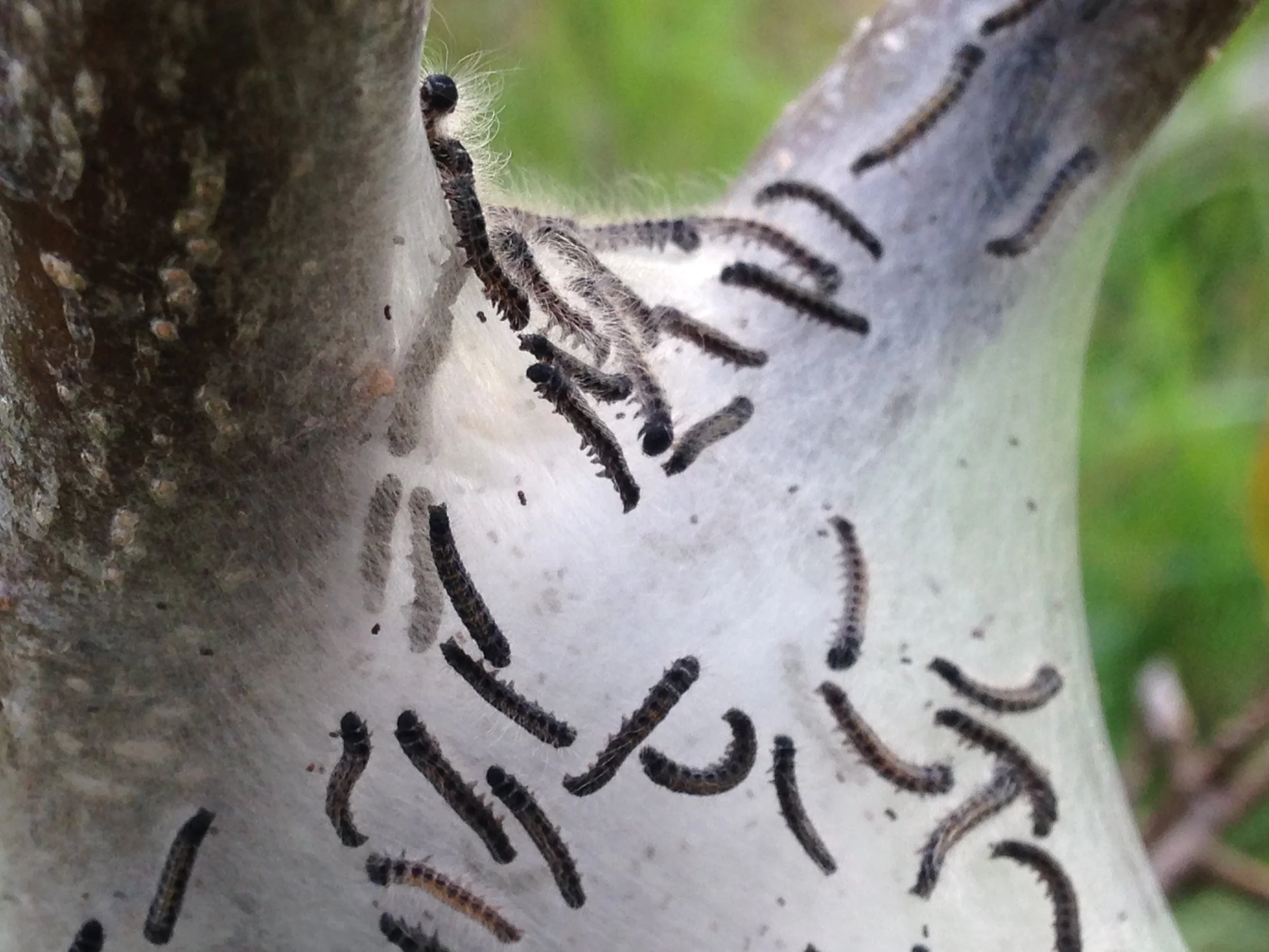  2022.05.10 Eastern Tent Caterpillar nest on the way to work May 10th 