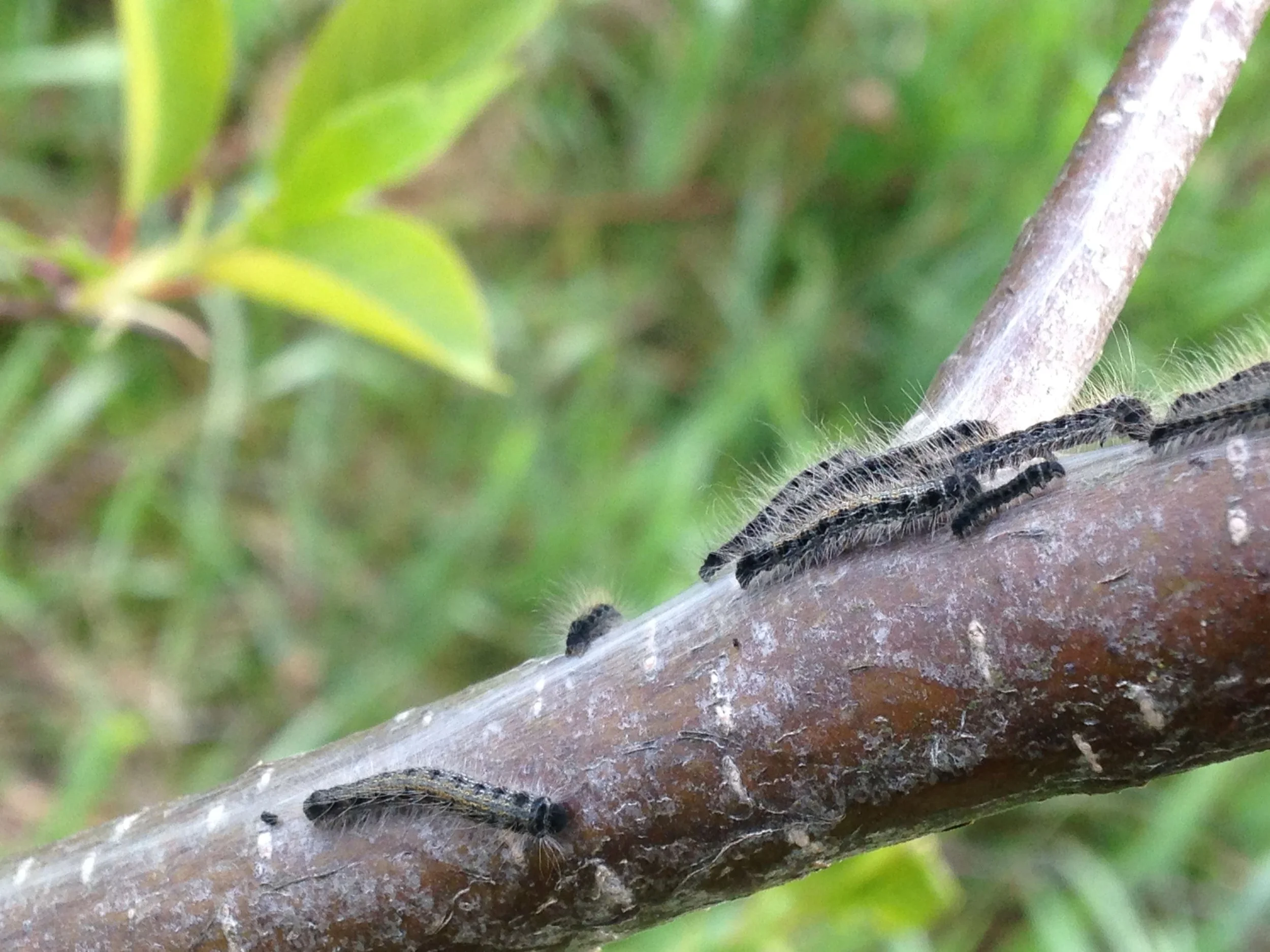  2022.05.12 Eastern Tent Caterpillar nest on the way to work May 12th 