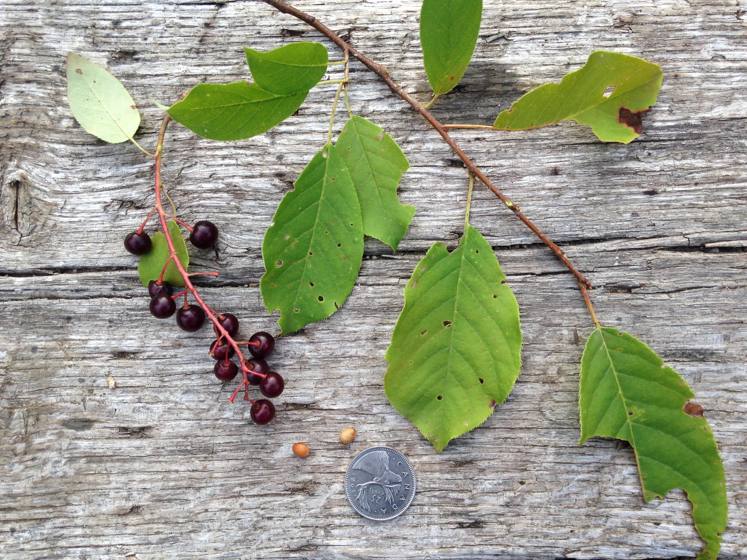 chokecherry leaf fruit seed, eramosa river trail, 07.08.2021  (1)-min.JPG