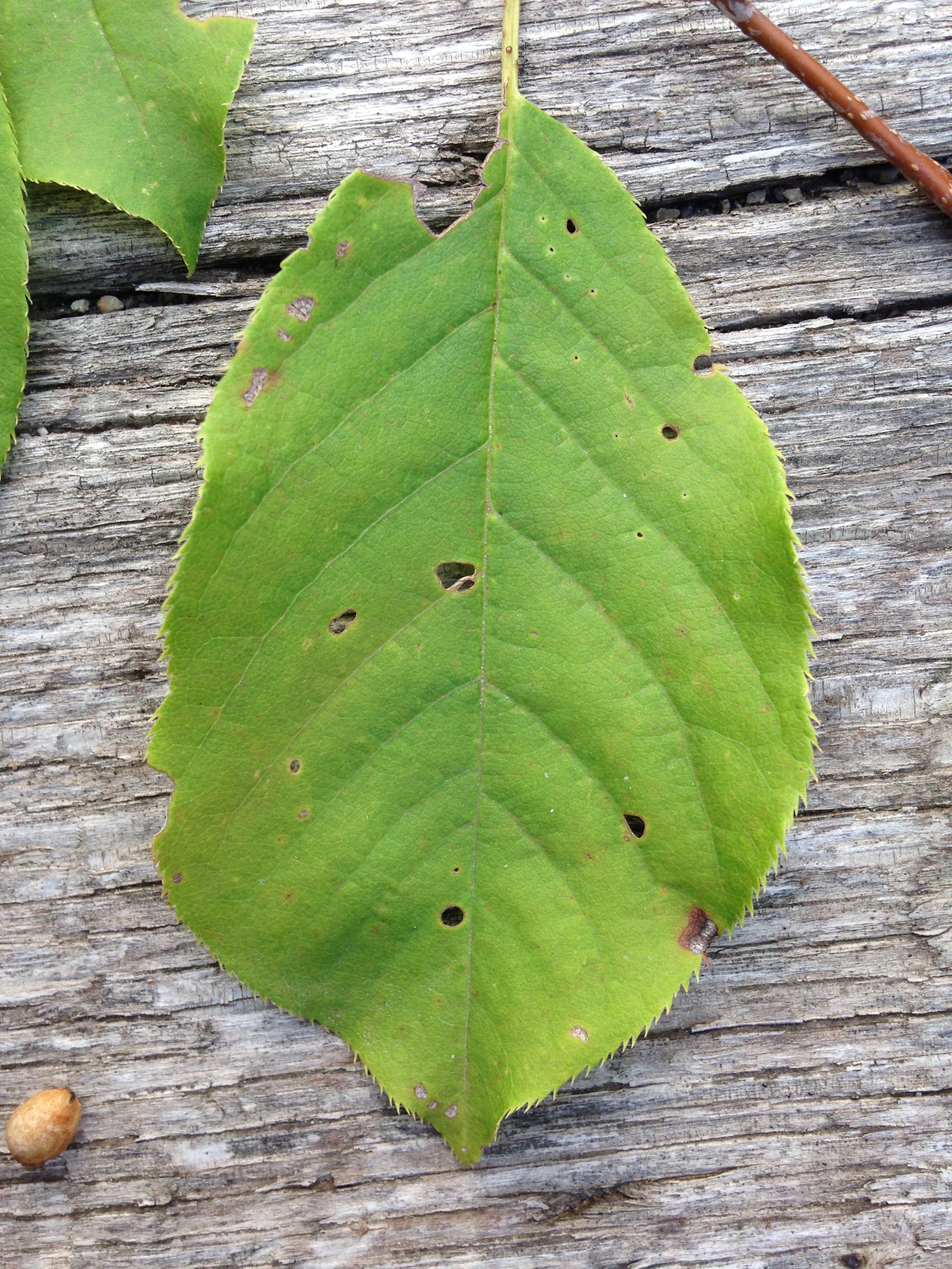 chokecherry leaf fruit seed, eramosa river trail, 07.08.2021  (11)-min.JPG