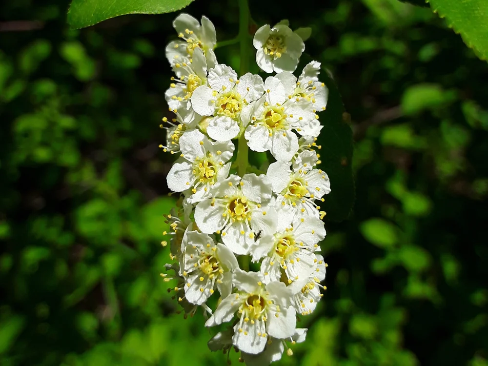 Chokecherries Identification