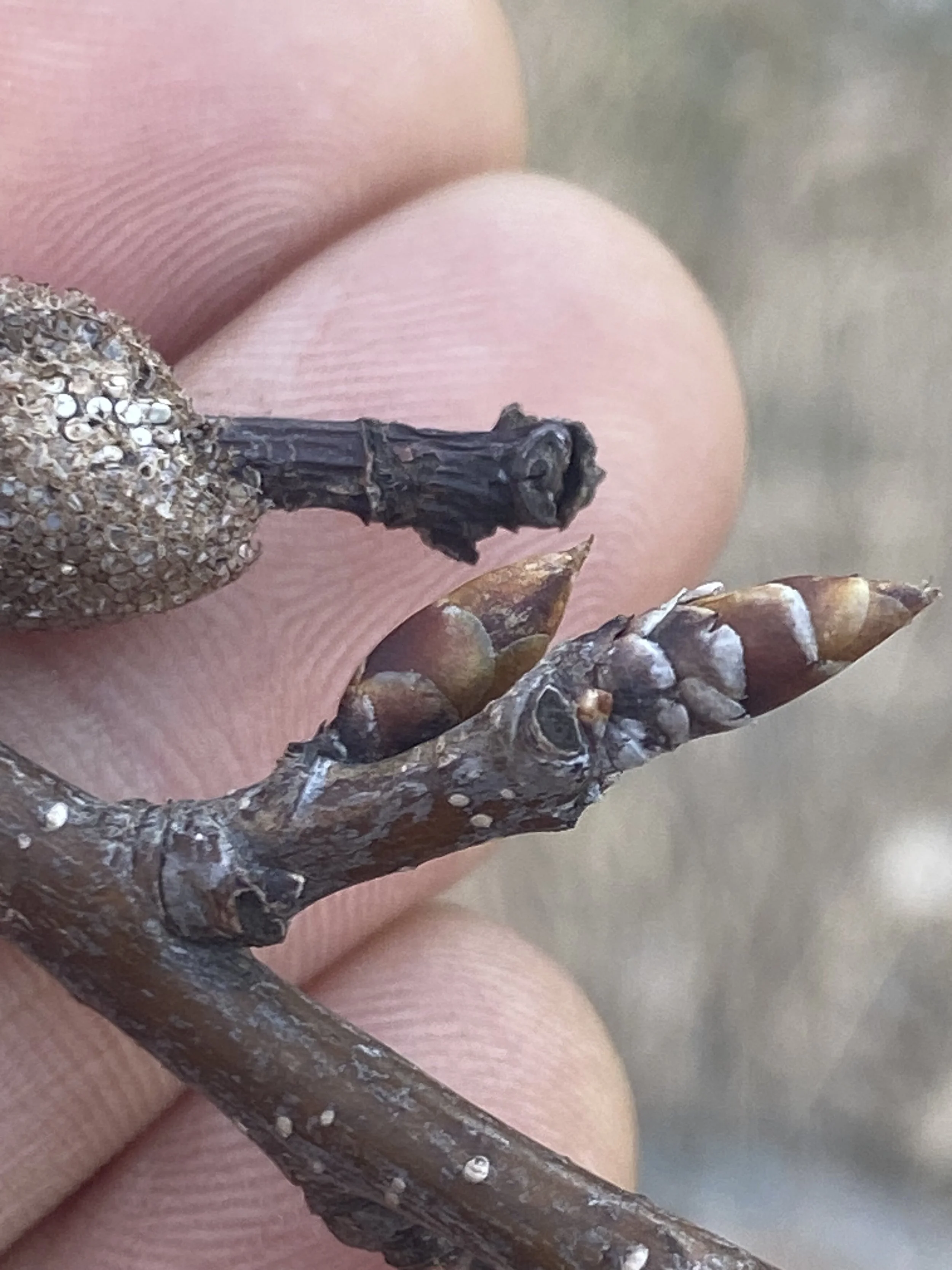 2023.04.10 chokecherry with eastern tent caterpillar egg m (11)-min.JPG