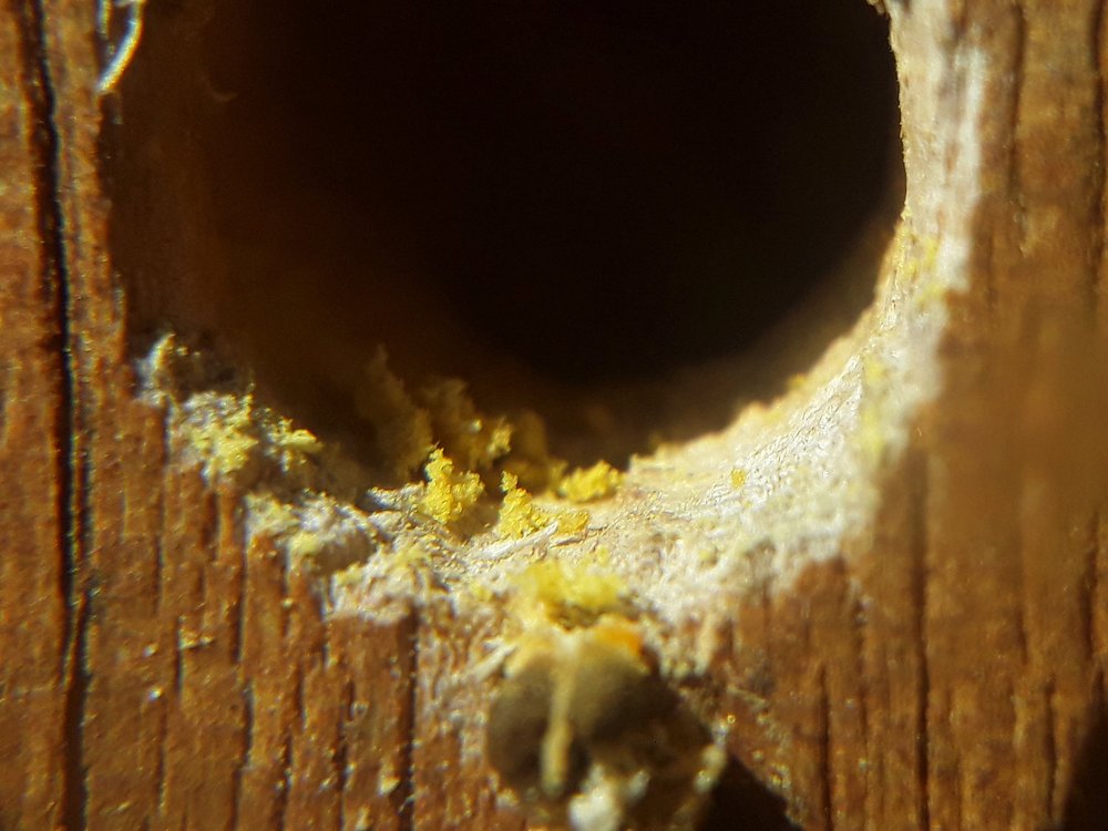  Close up on the hole, and sawdust debris. 