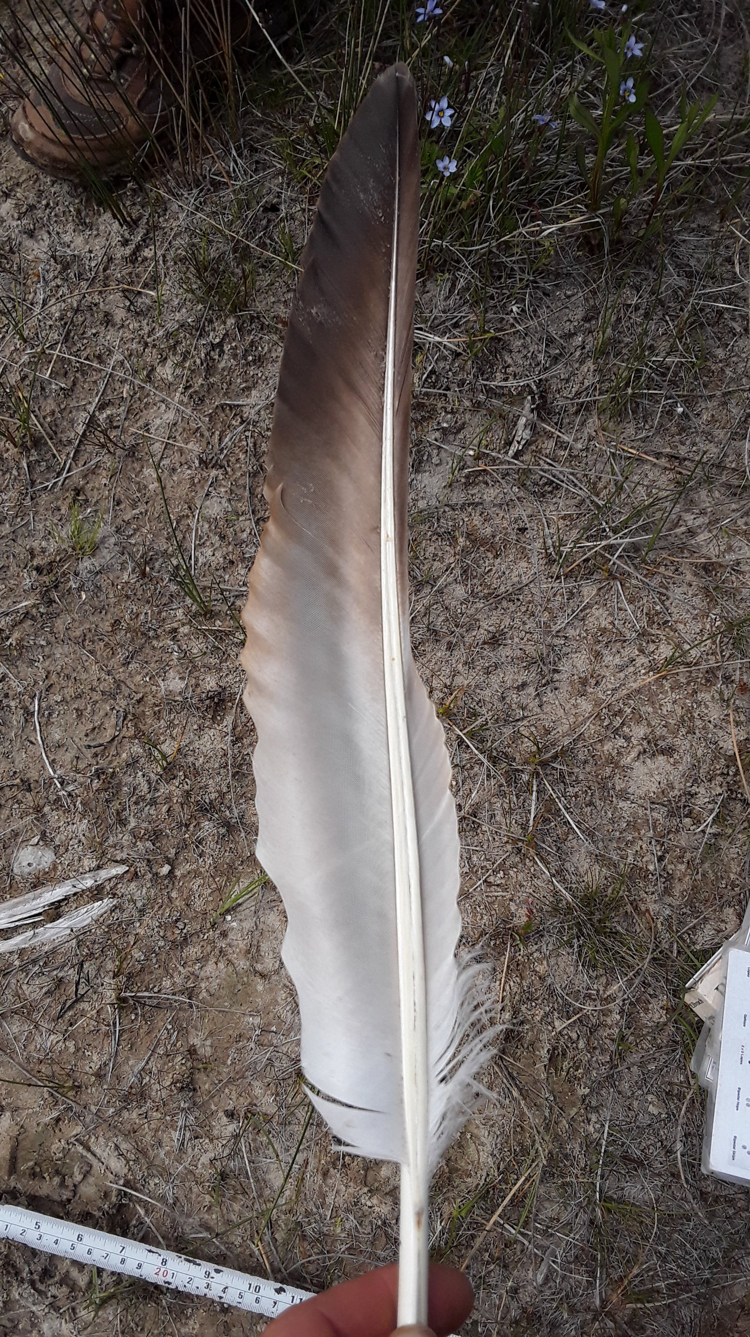 underside of feather