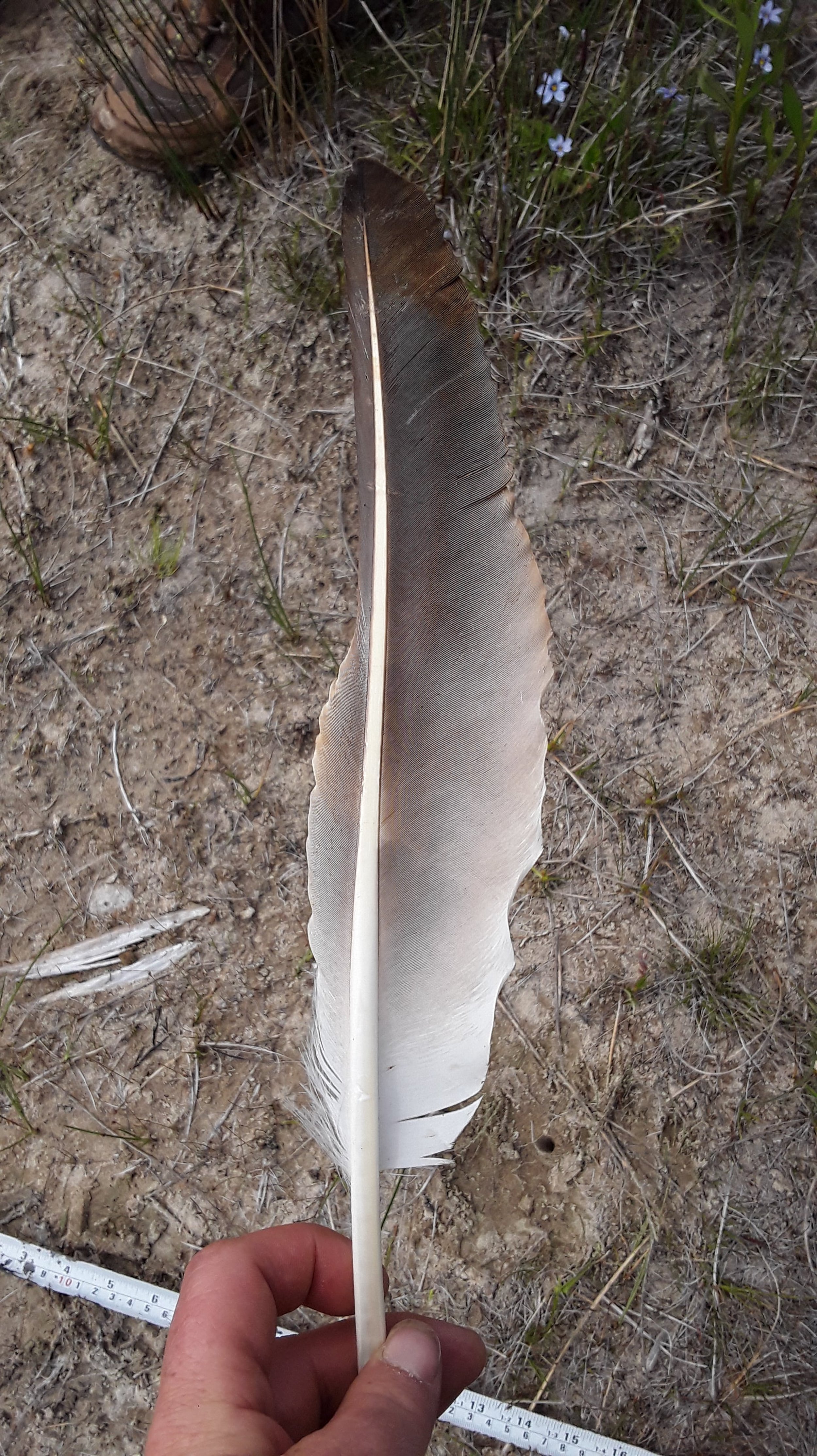 topside of feather