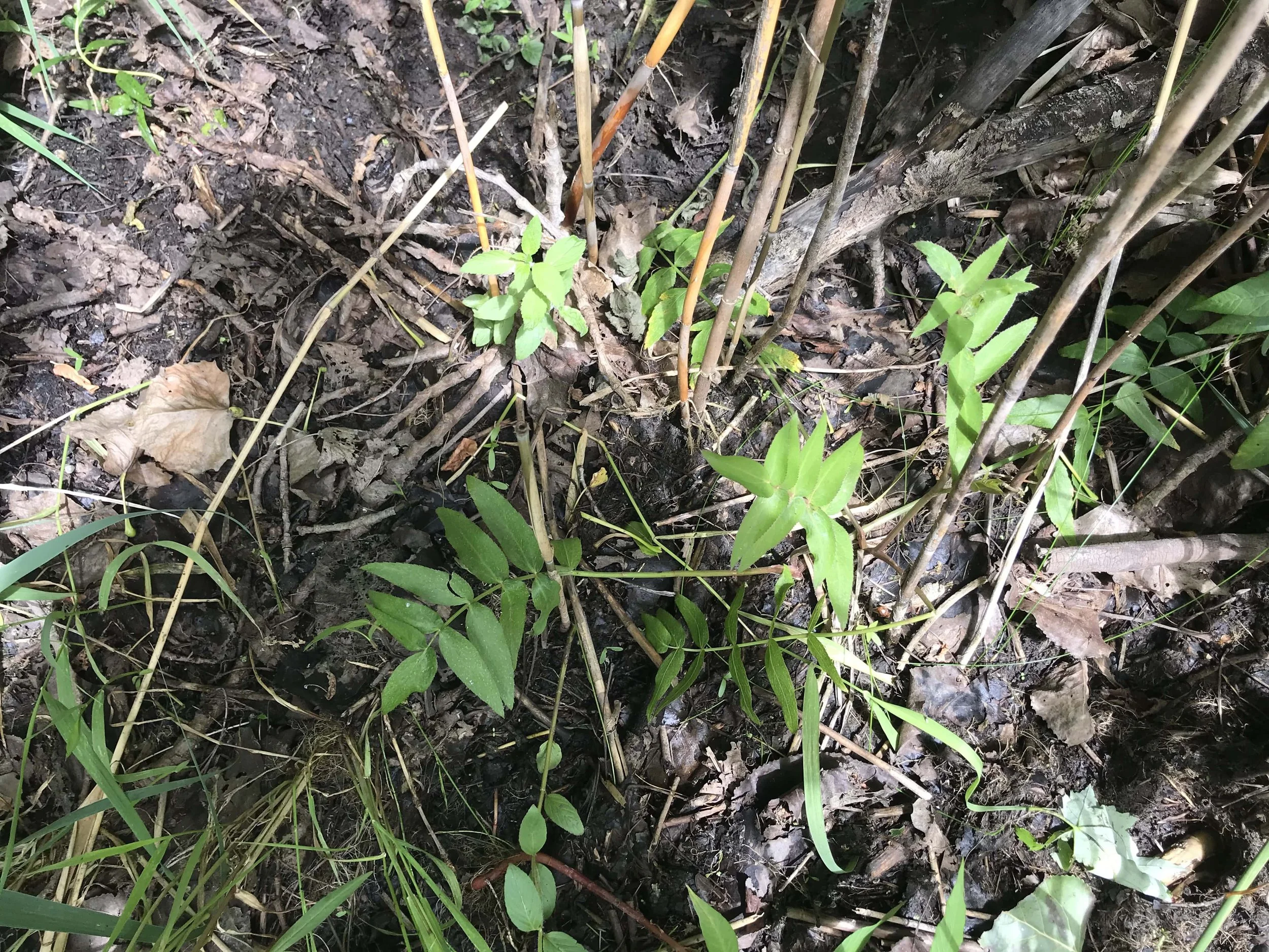 Water Parsnip (Sium suave) leaves