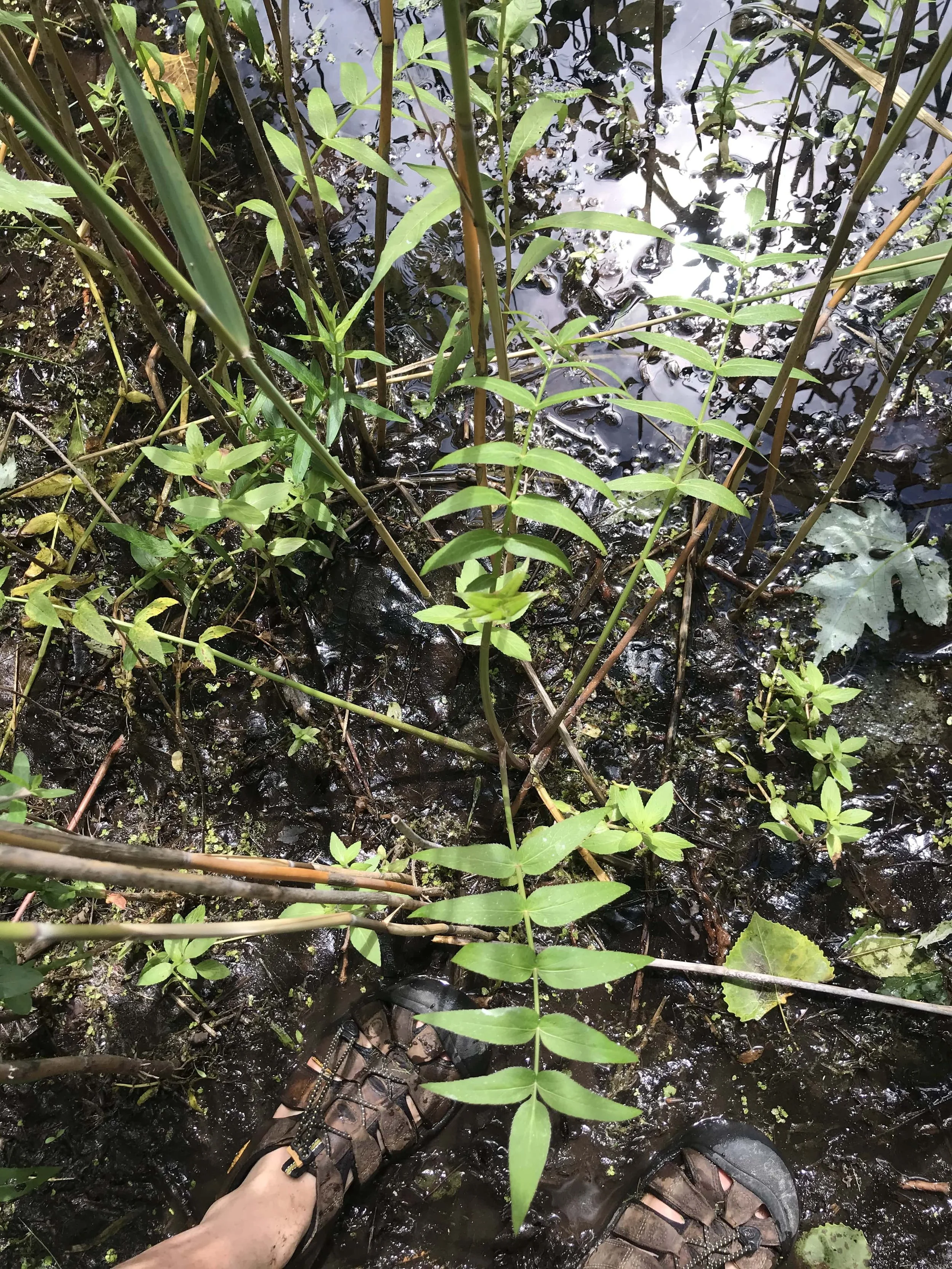 Water Parsnip (Sium suave) leaves