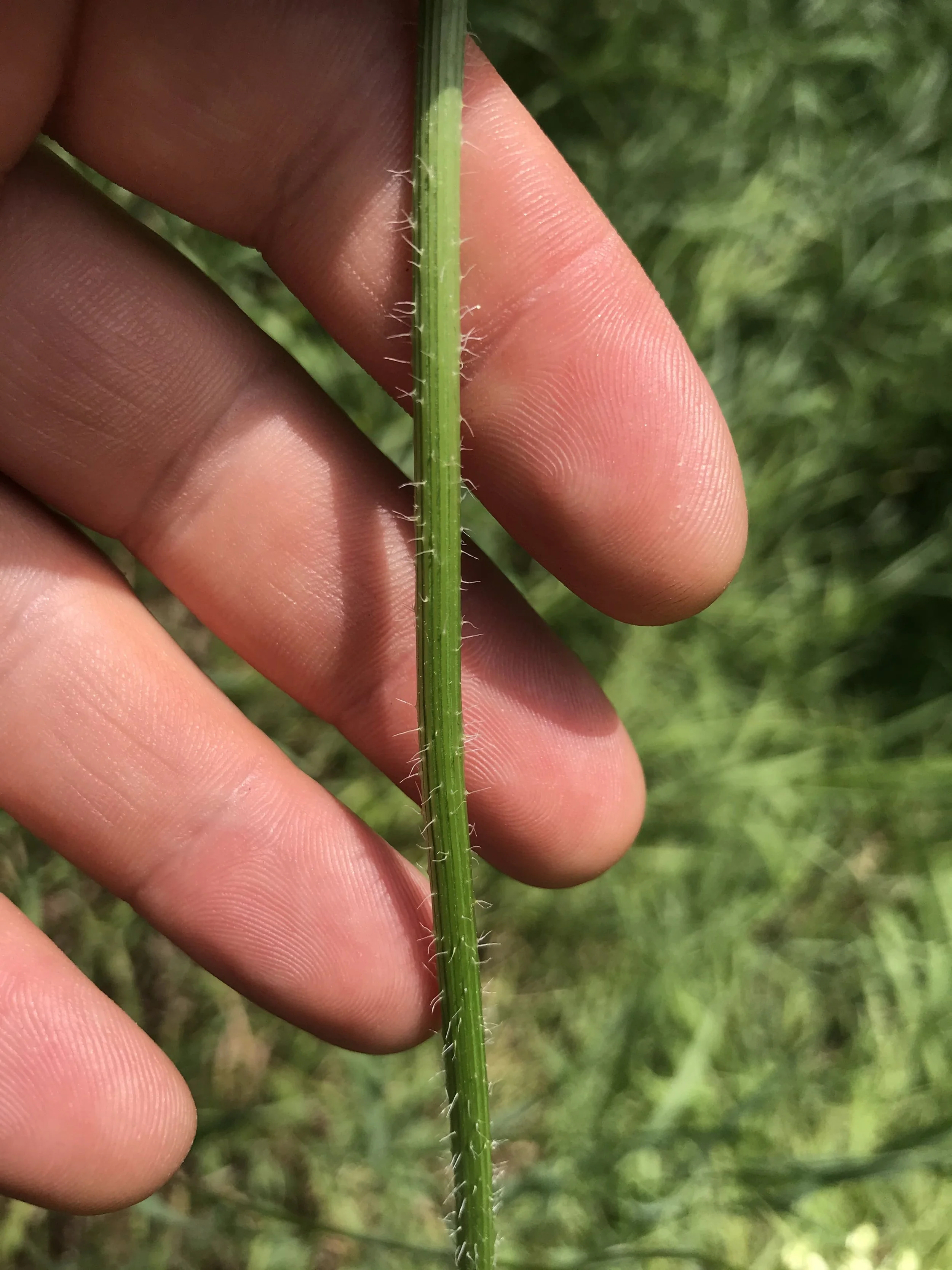 Wild Carrot (Daucus carota) hairy stem