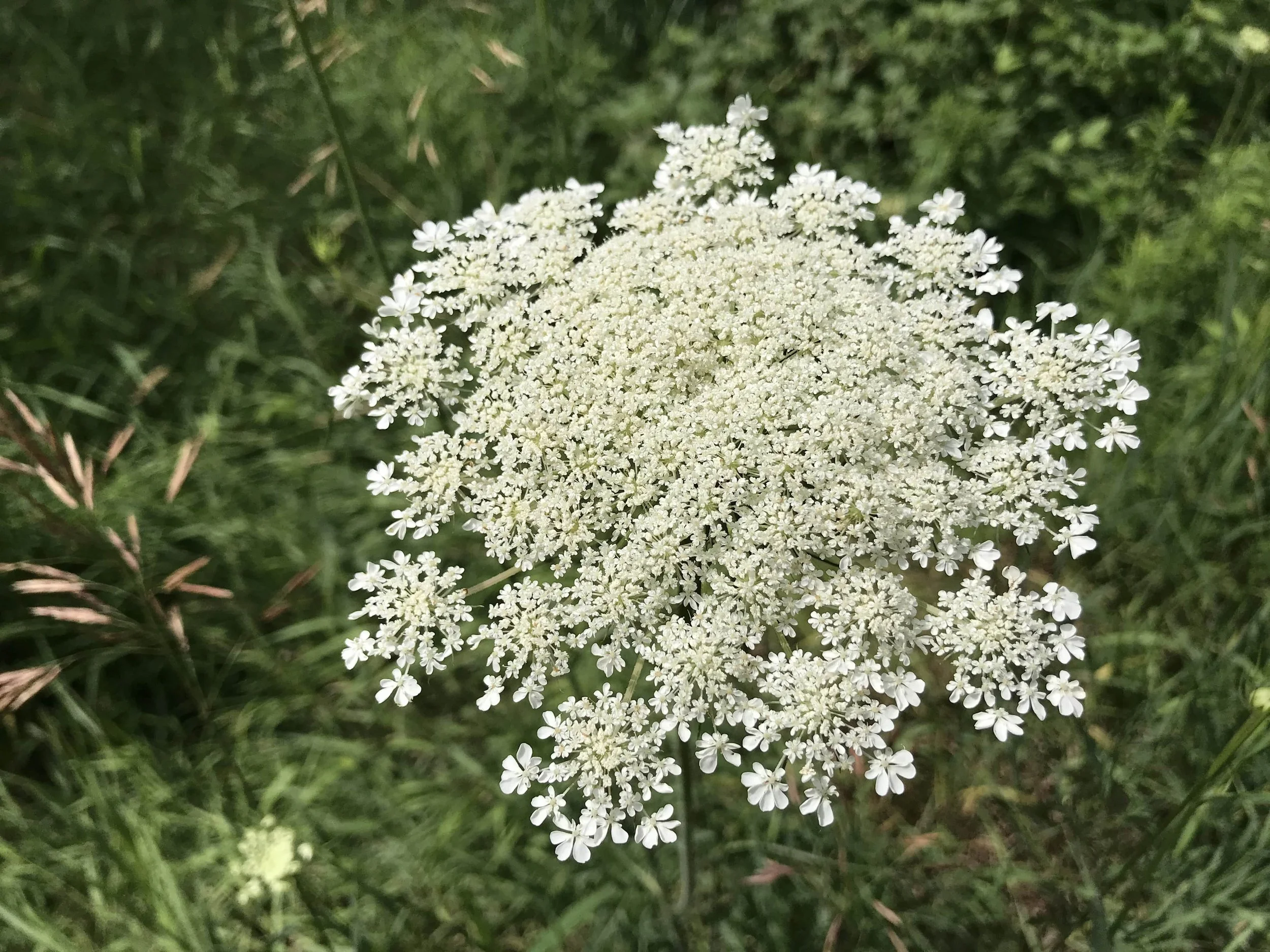 Wild Carrot (Daucus carota) flowerhead