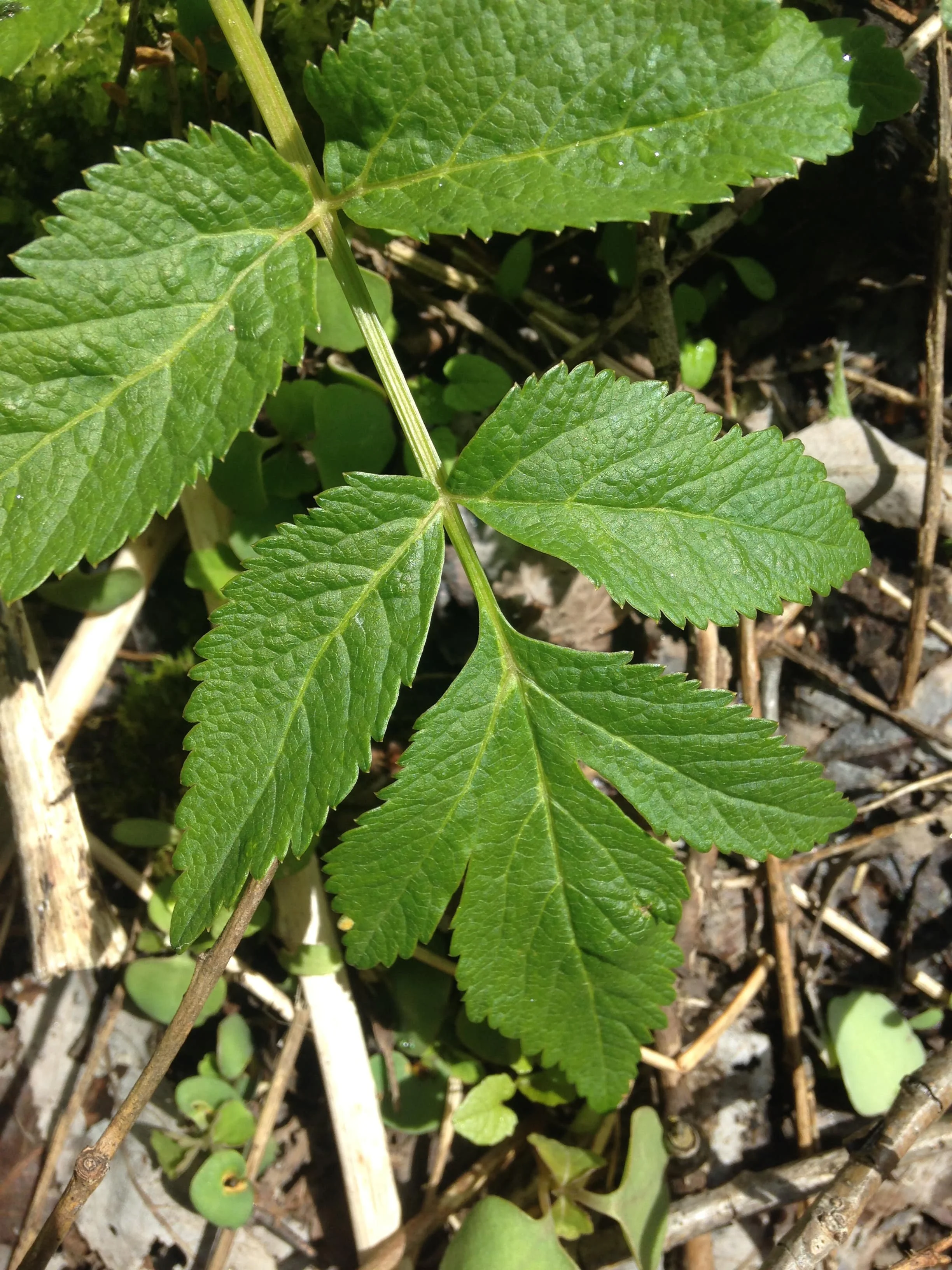 Angelica (Angelica sp.) leaf