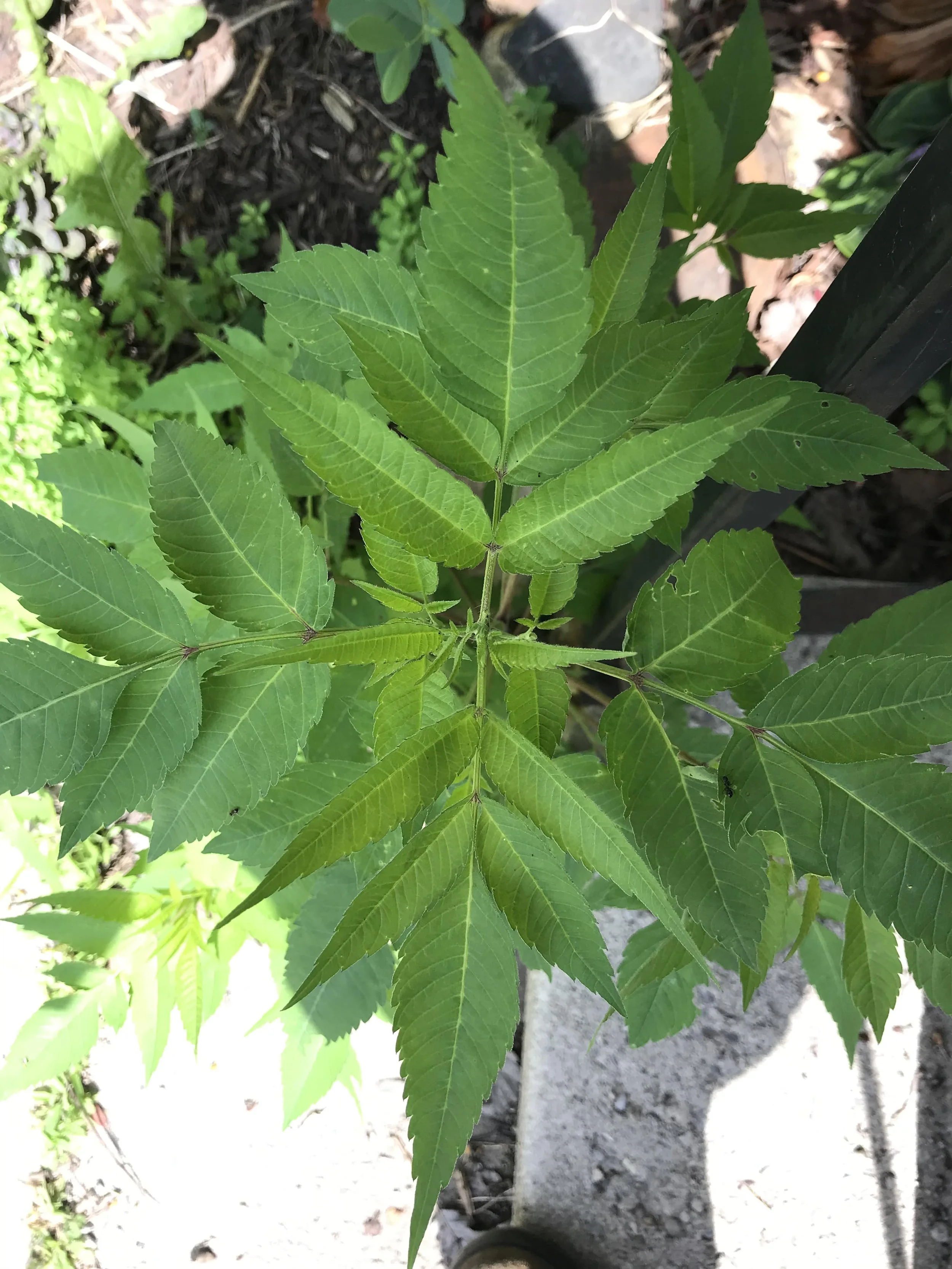 Common Beggar Ticks (Bidens frondosa) 