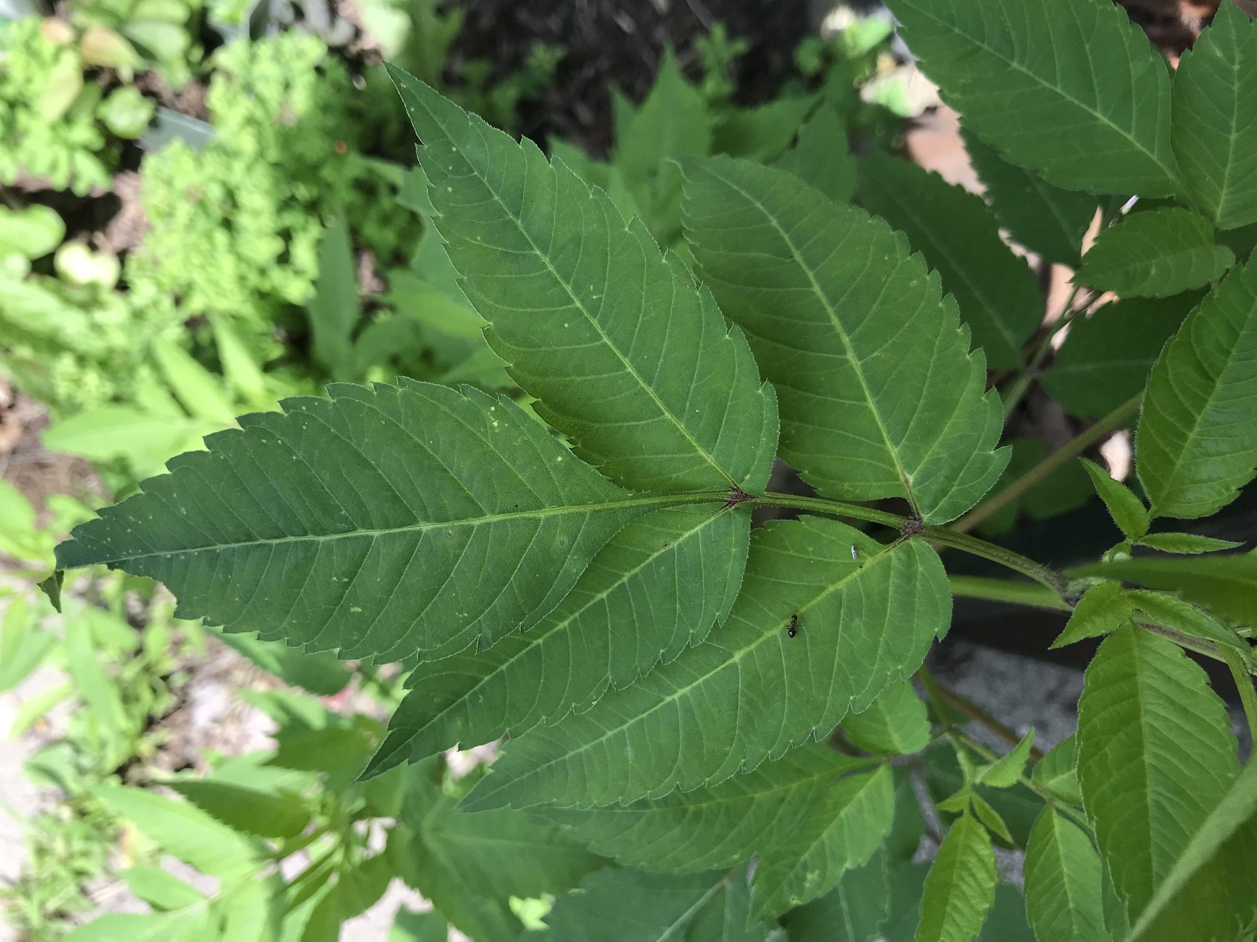 Common Beggar Ticks (Bidens frondosa) leaves 
