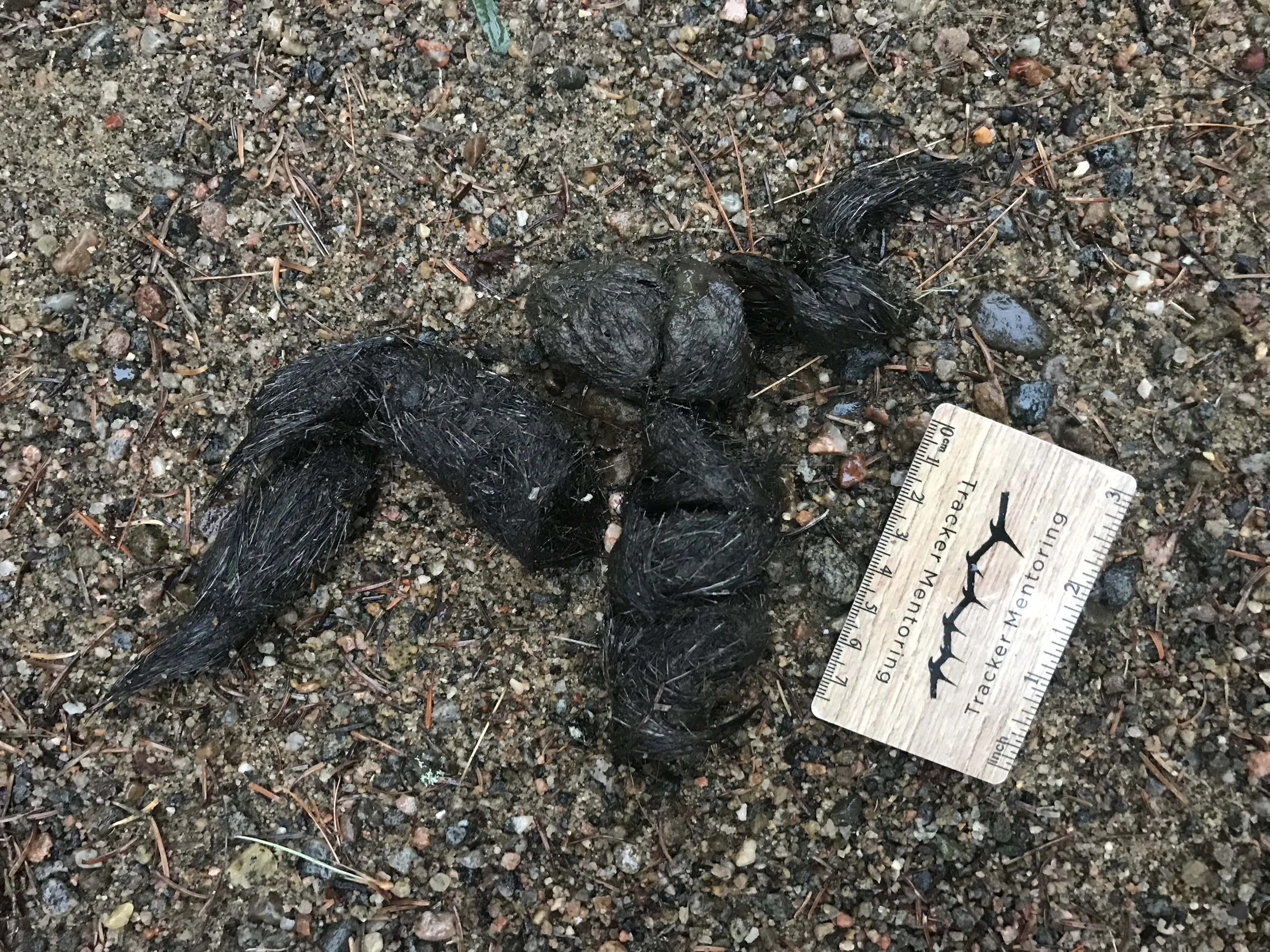 Wolf scat with possible Moose hair
