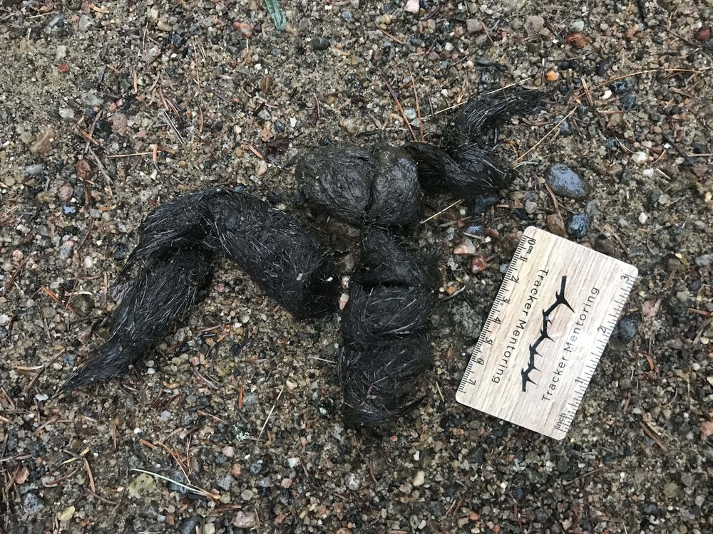 Wolf scat with possible Moose hair
