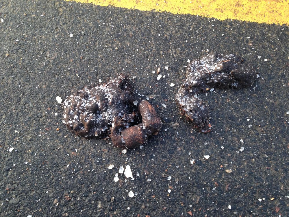 Wolf scat