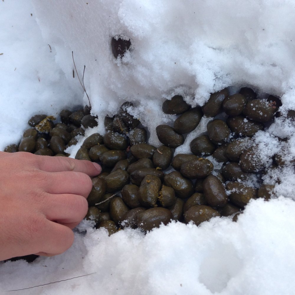 Moose scat