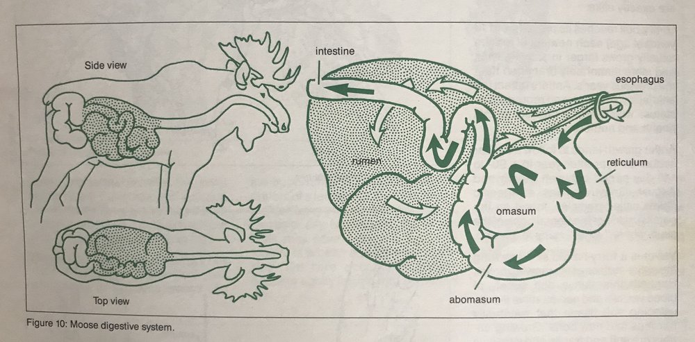 Moose digestion