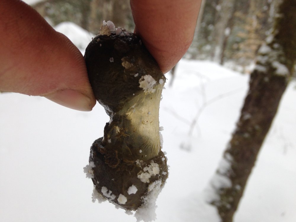 Moose scat