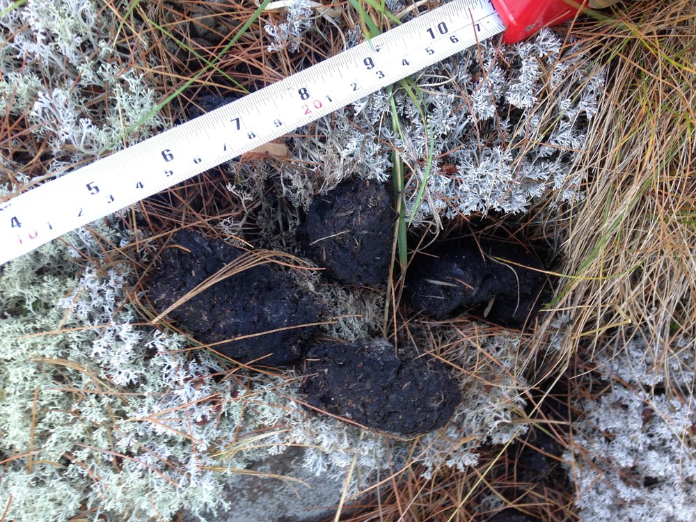 Black Bear scat