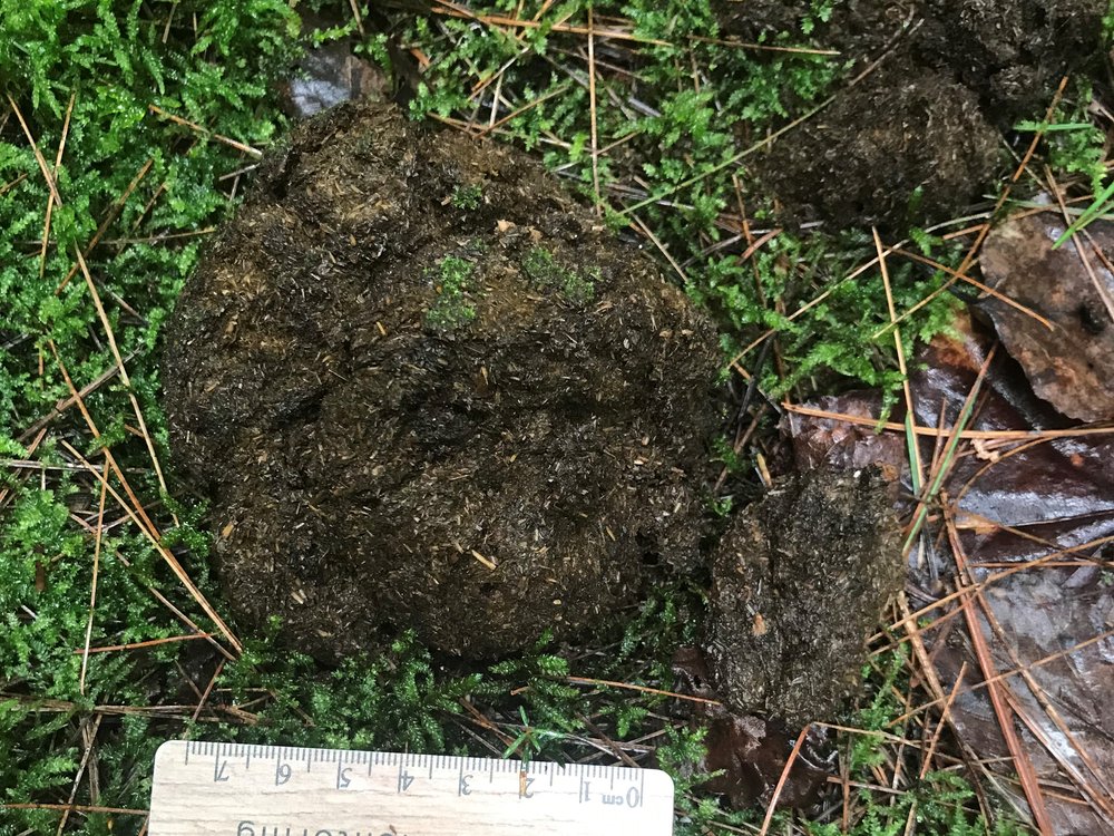  Black Bear scat @ Algonquin Widlife Research Station, top down view. 