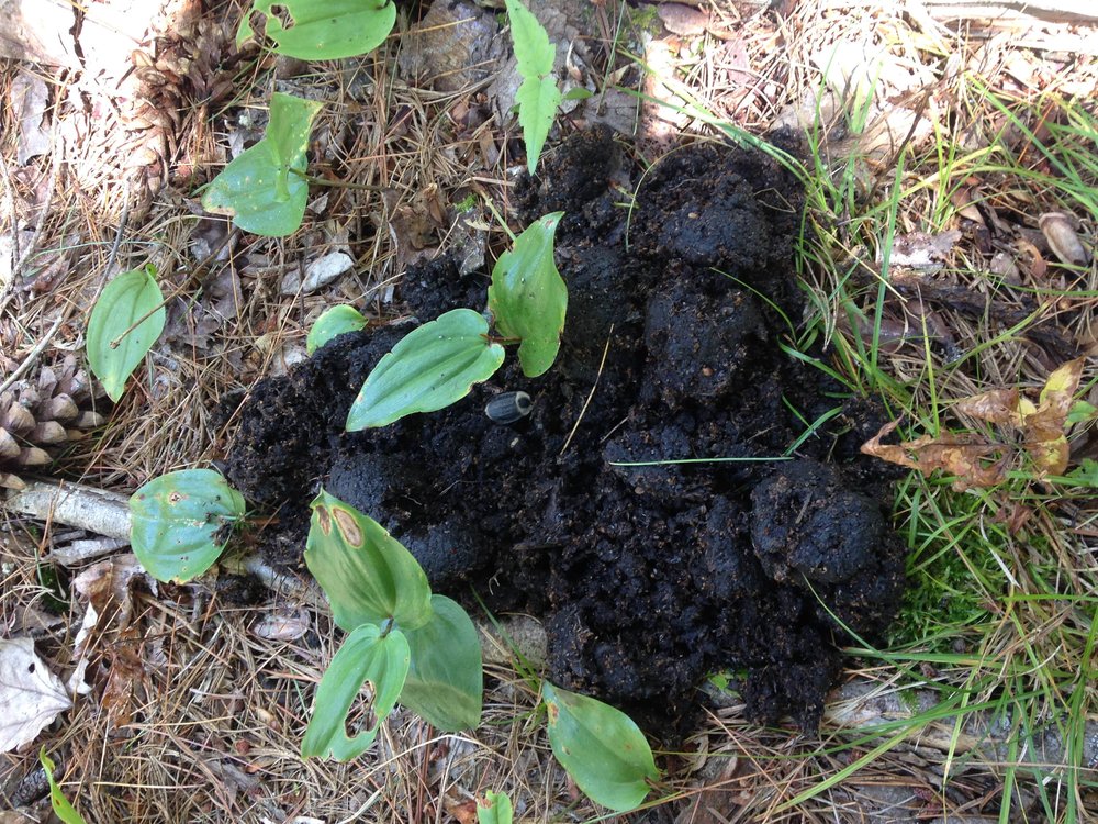 Black Bear scat.