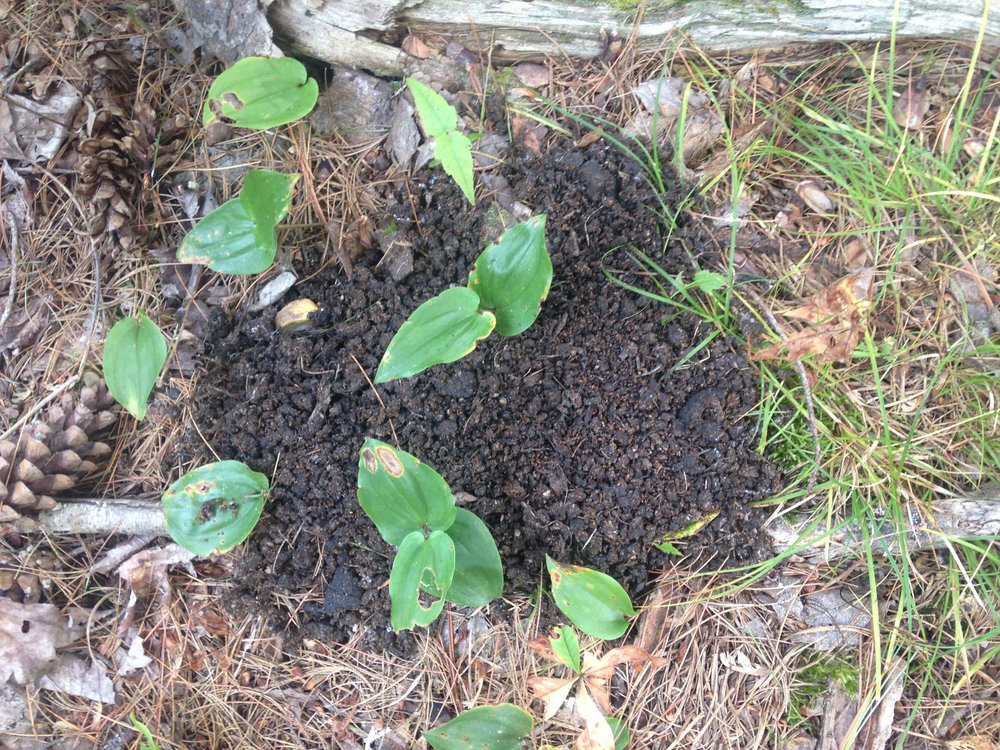 Black Bear scat.